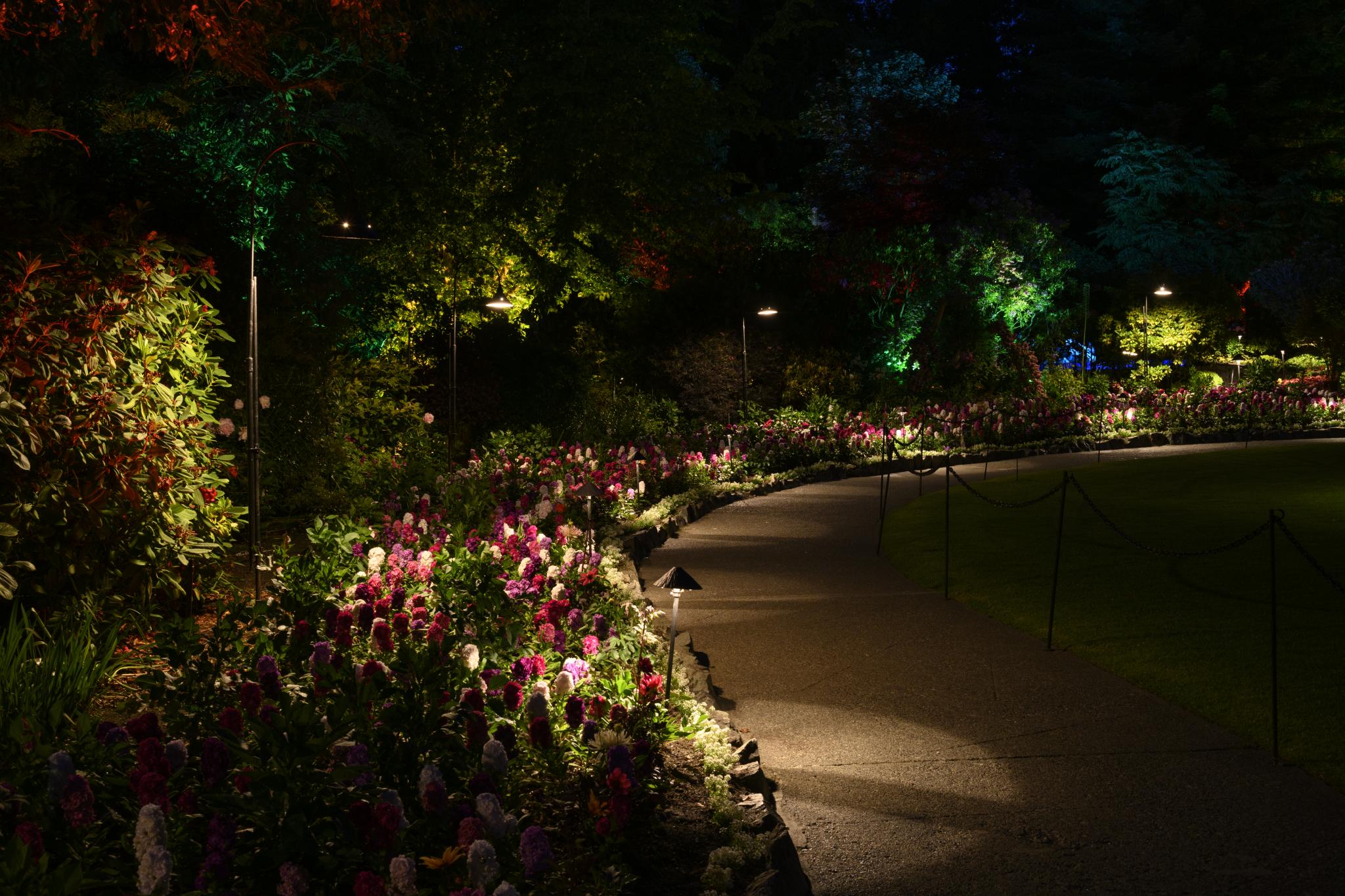 A garden pathway illuminated by colorful lights, lined with clusters of flowering plants. The flowers appear to be from the genus *Petunia*, showcasing vibrant hues of purple, pink, and white. The surrounding foliage is lush and green, creating a serene nighttime atmosphere