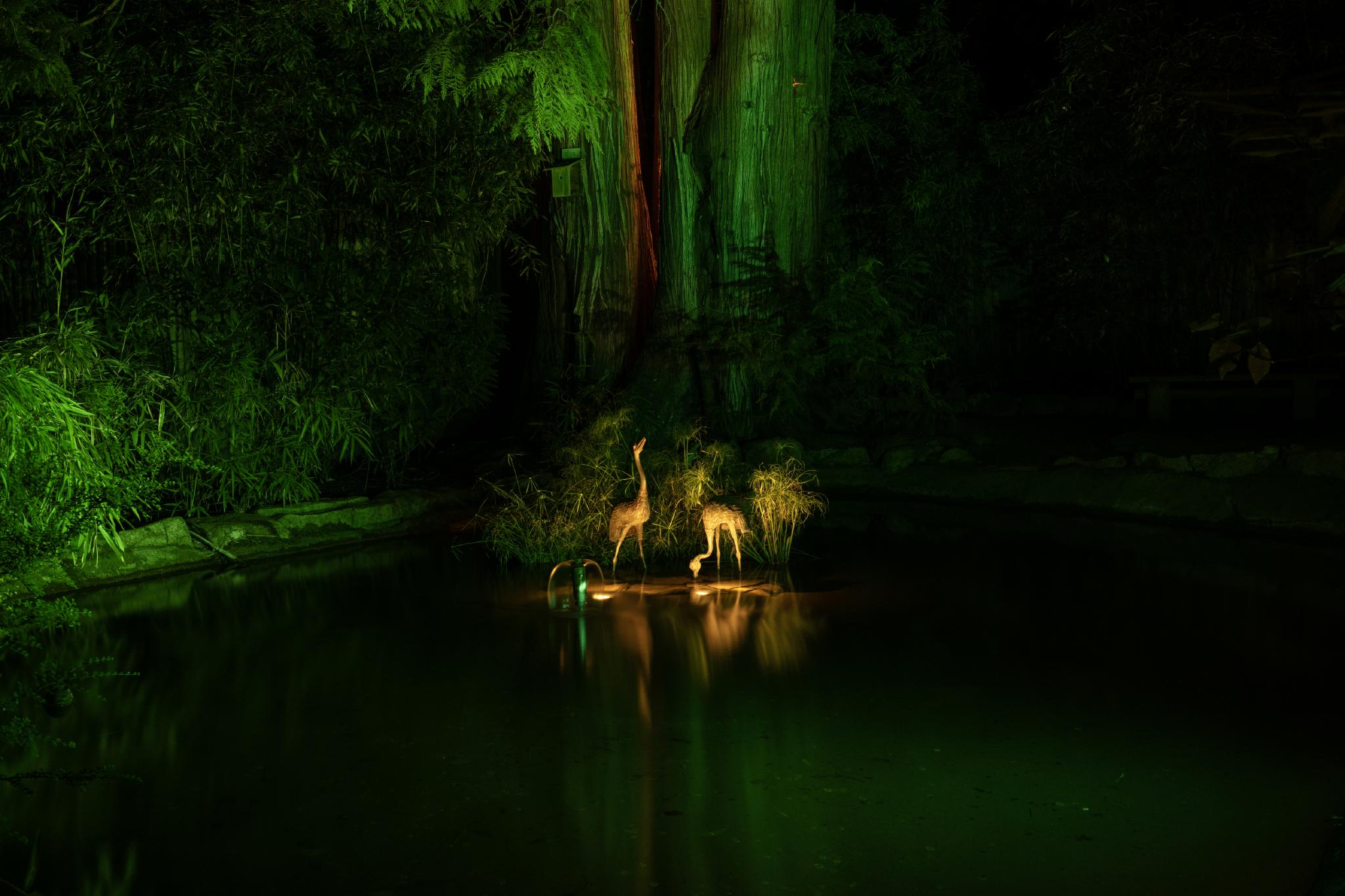 Two herons stand in shallow water surrounded by greenery, illuminated by green light. The background features tall trees and dense foliage, creating a dark, moody atmosphere. The water reflects the herons and the surrounding plants