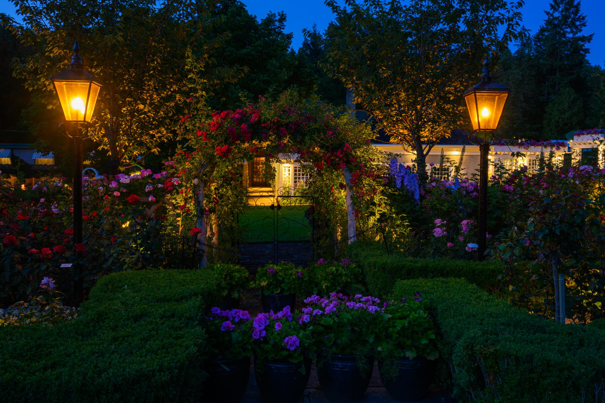 A garden scene illuminated by two lanterns at dusk. The foreground features neatly trimmed hedges and potted pink geraniums. In the background, a floral arch covered with climbing roses leads to a well-lit pathway surrounded by various blooming flowers, including purple delphiniums and red roses, set against a backdrop of trees