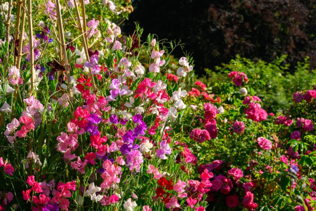 A vibrant display of sweet peas (Lathyrus odoratus) in various shades of pink, purple, and white, growing alongside clusters of pink roses (Rosa spp.) in a lush garden setting