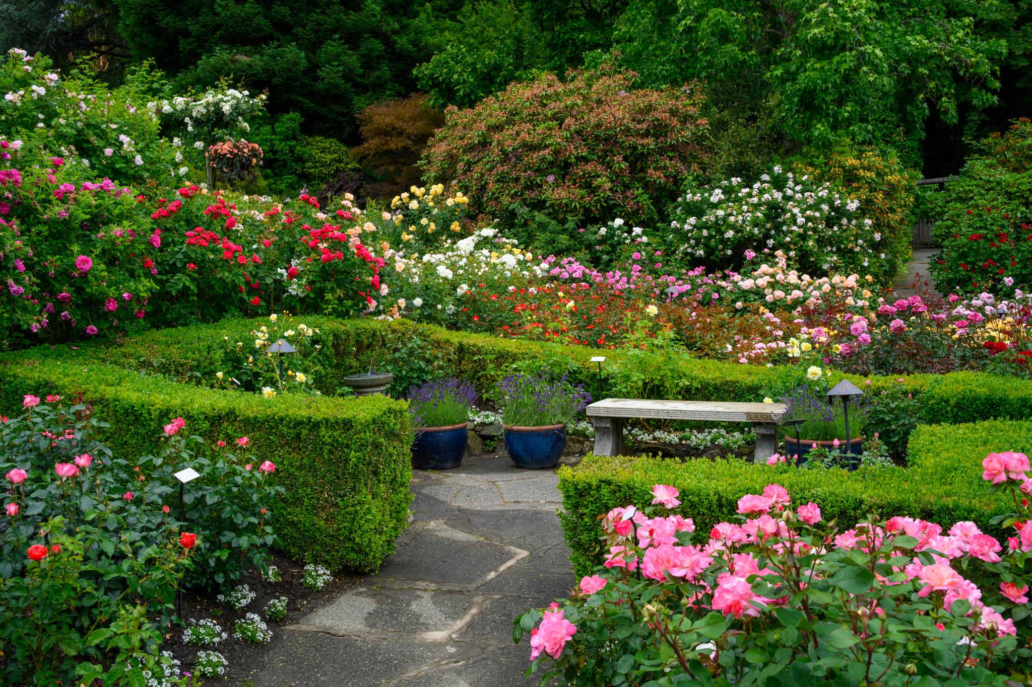 A vibrant garden filled with various rose bushes, primarily of the genus Rosa, showcasing a range of colors including red, pink, and white. Neatly trimmed hedges create pathways and sections within the garden, with a stone bench and blue planters visible among the flowers. Lush greenery surrounds the area, enhancing the floral display