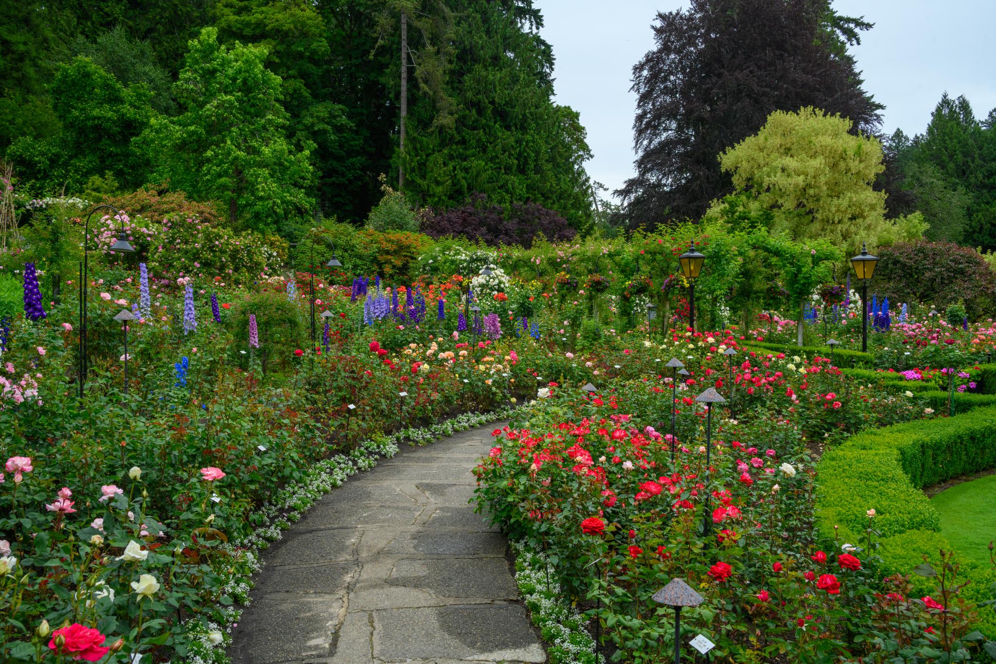 A winding stone pathway through a vibrant garden filled with various flowering plants. The garden features clusters of roses in shades of pink, red, and yellow, alongside tall delphiniums with blue and purple blooms. Lush green foliage surrounds the flowers, with trees and shrubs in the background