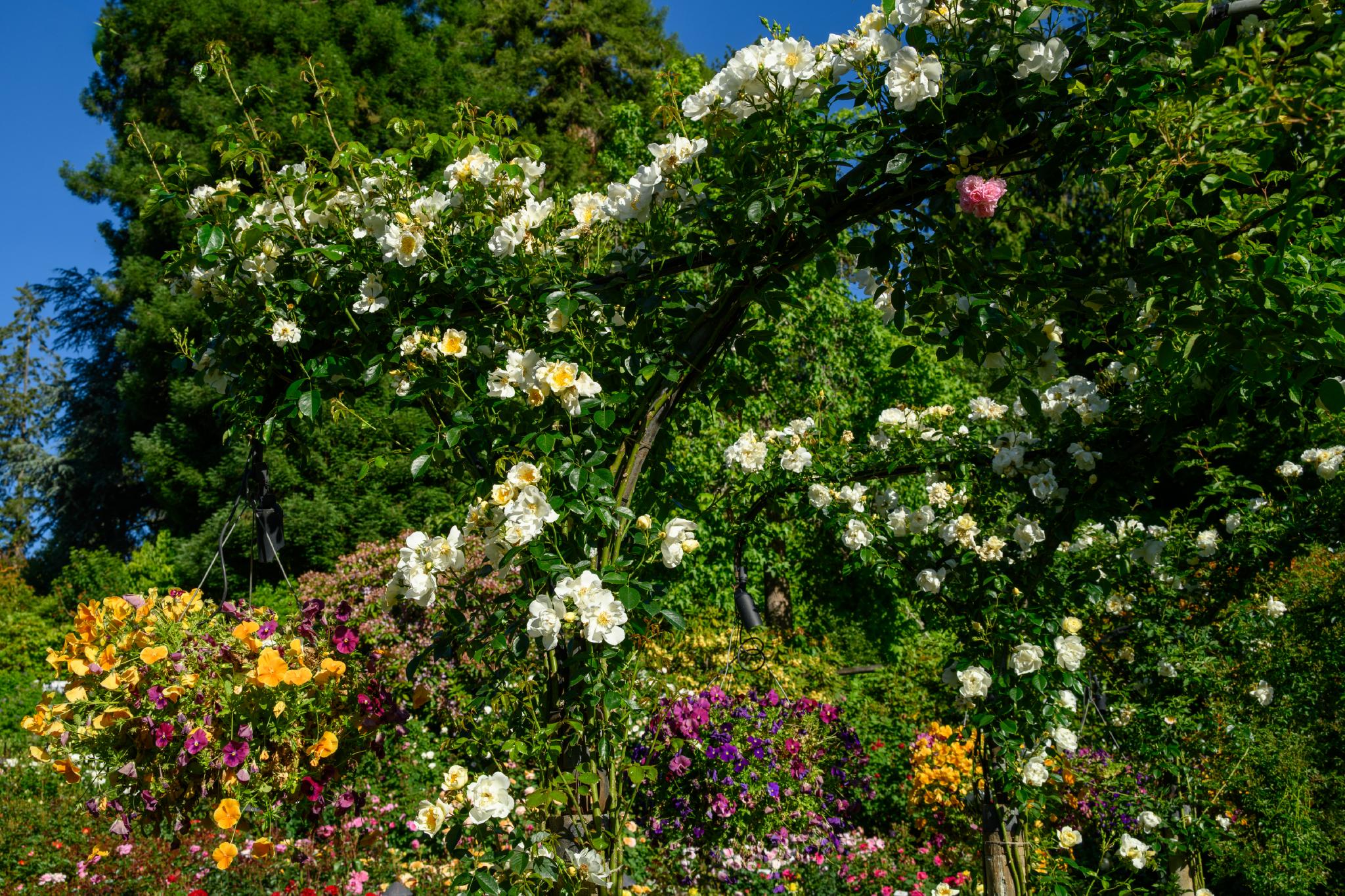 A lush garden scene featuring a variety of flowering plants. Prominent are climbing roses, likely from the genus Rosa, displaying clusters of white and pale yellow blooms. Surrounding them are vibrant flowers in shades of pink, orange, and purple, contributing to the colorful landscape. The background includes tall green trees, enhancing the garden's natural setting