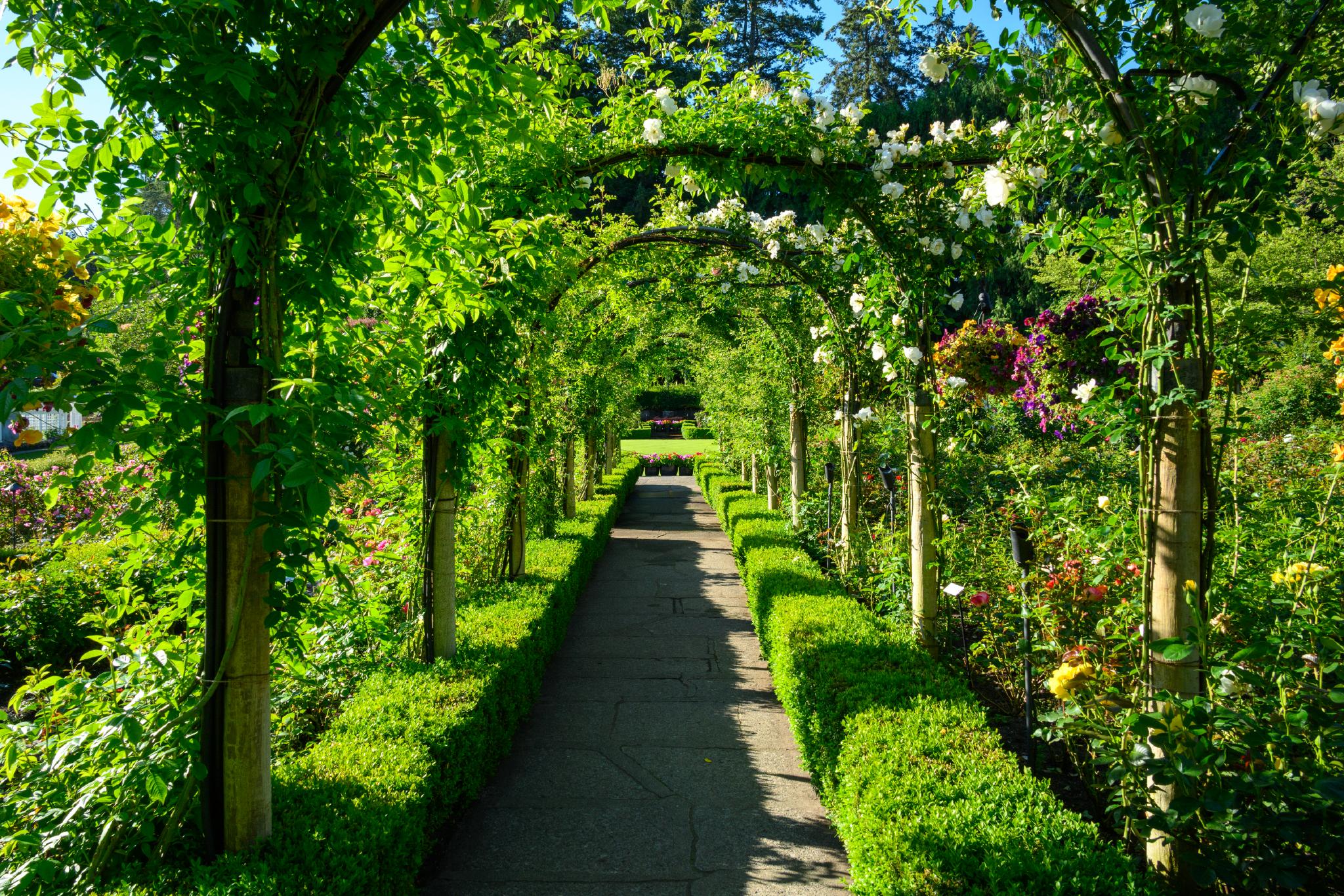 A pathway lined with neatly trimmed hedges leads through a garden featuring arched trellises covered in climbing plants and flowers. The arches are adorned with white blooms, while colorful flowers and greenery fill the surrounding garden space. Sunlight filters through the foliage, creating a bright and inviting atmosphere