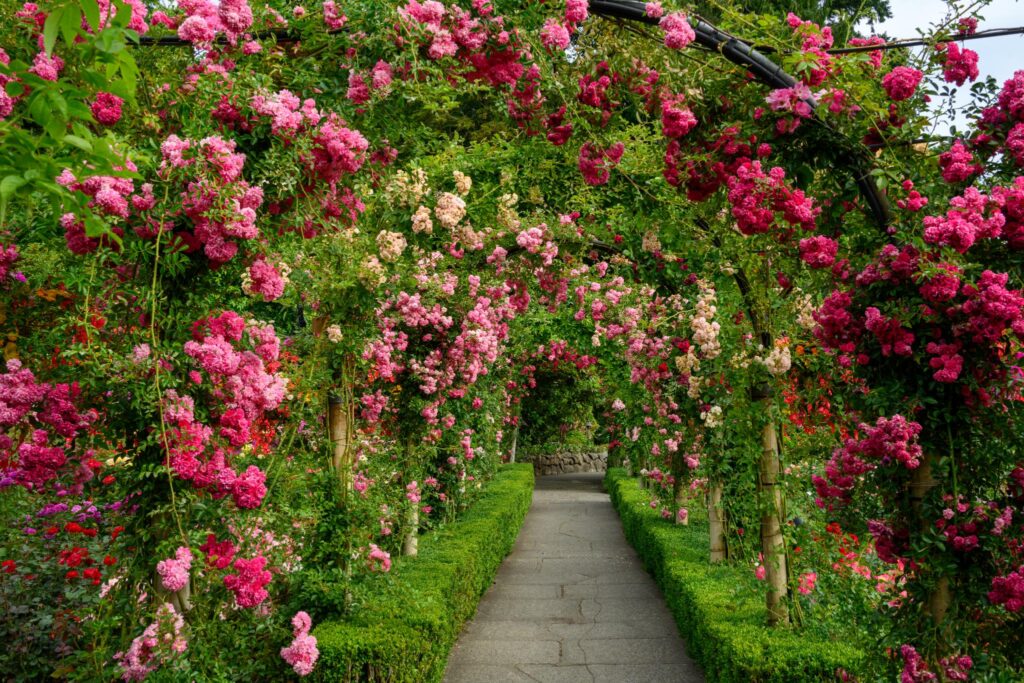 A garden pathway lined with lush green hedges, featuring an archway covered in clusters of pink and red roses, likely belonging to the genus Rosa. The roses create a vibrant, colorful canopy above the walkway