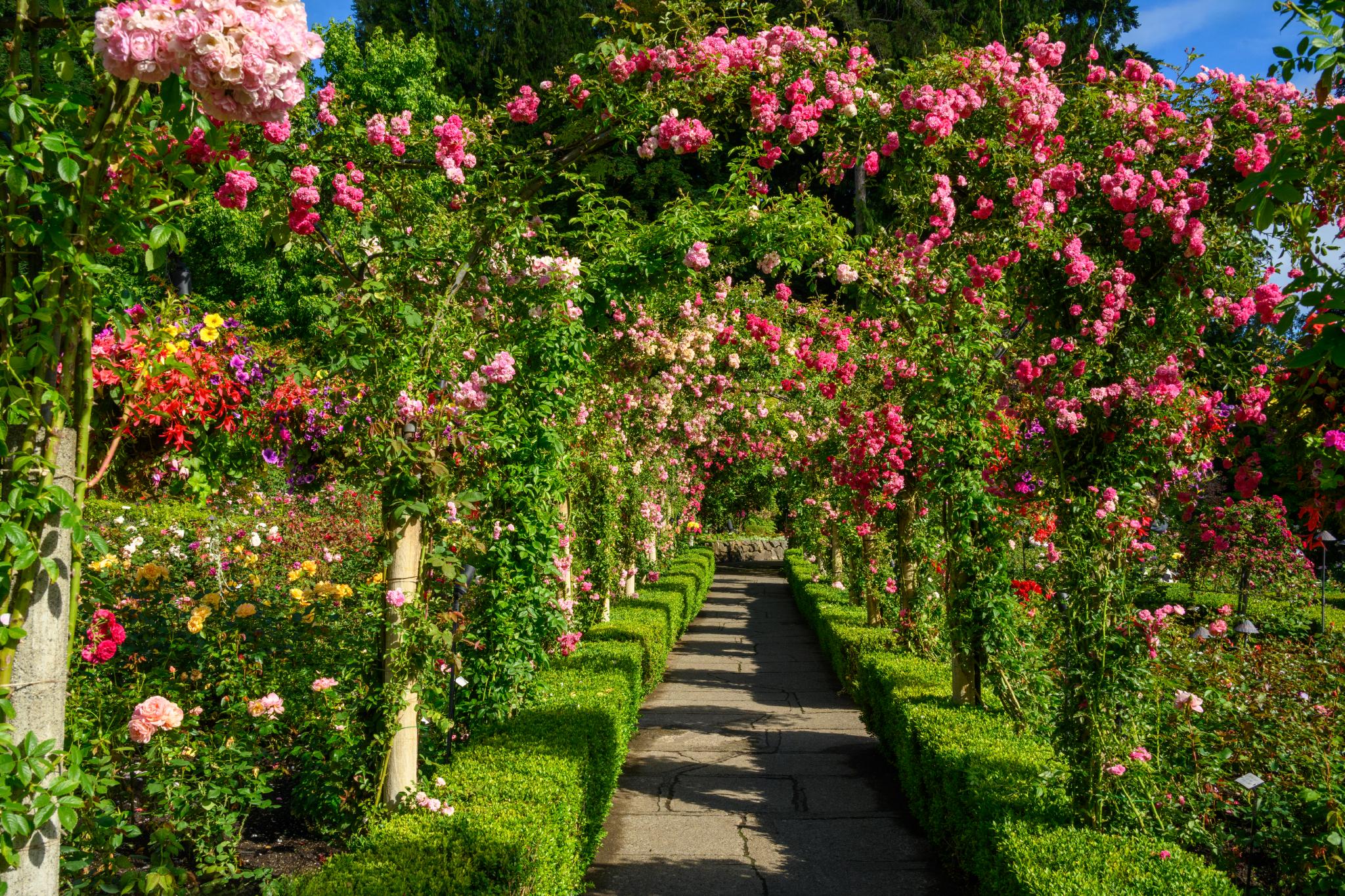 A pathway lined with neatly trimmed hedges leads through an archway covered in climbing roses, primarily in shades of pink. The surrounding garden features a variety of colorful flowering plants, creating a vibrant and lush atmosphere