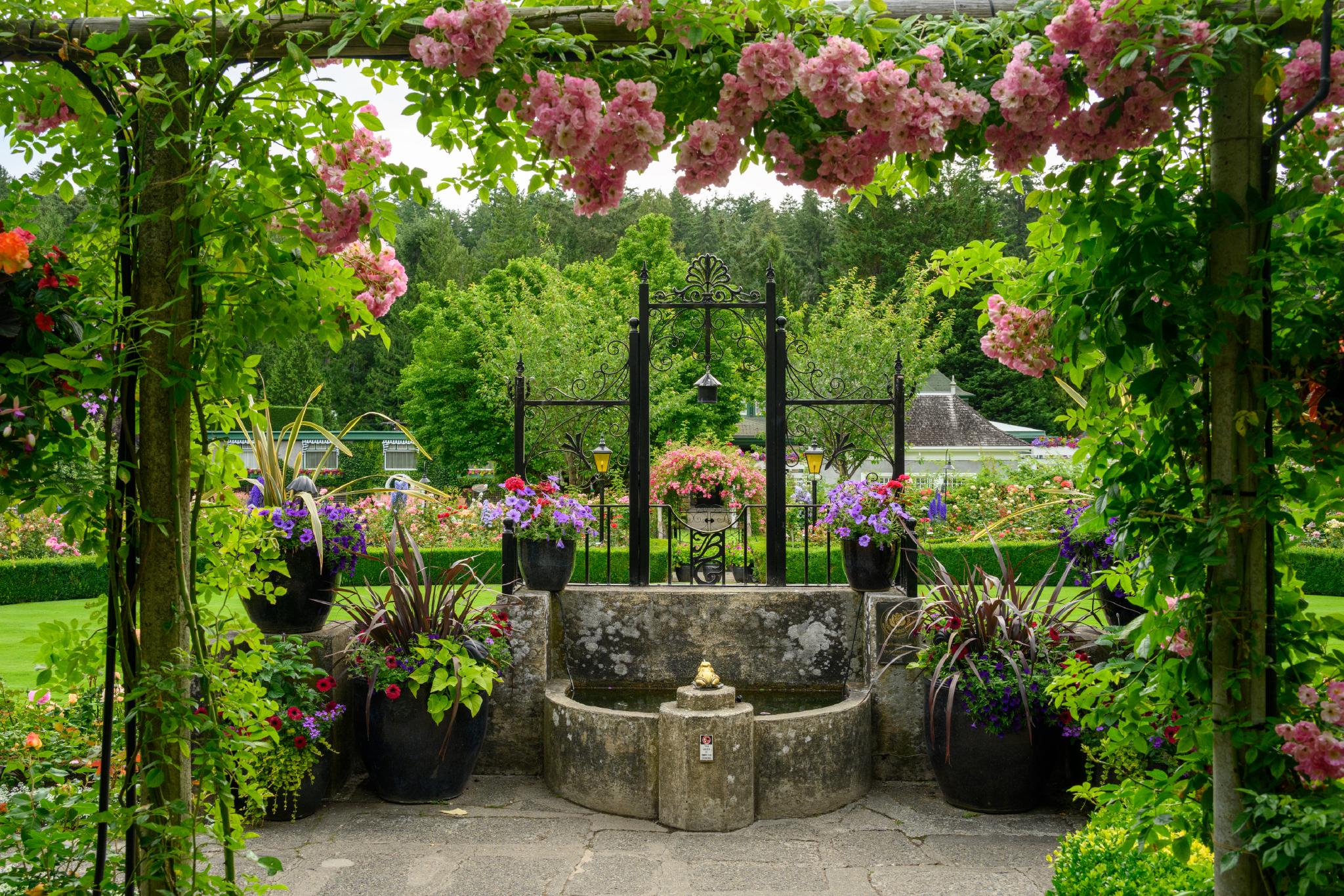 A garden scene featuring a stone fountain surrounded by large black pots filled with colorful flowers. Climbing pink roses are draped over a trellis above, while lush green trees and shrubs form the backdrop. The area is well-maintained, with neatly trimmed hedges and vibrant floral arrangements enhancing the tranquil atmosphere