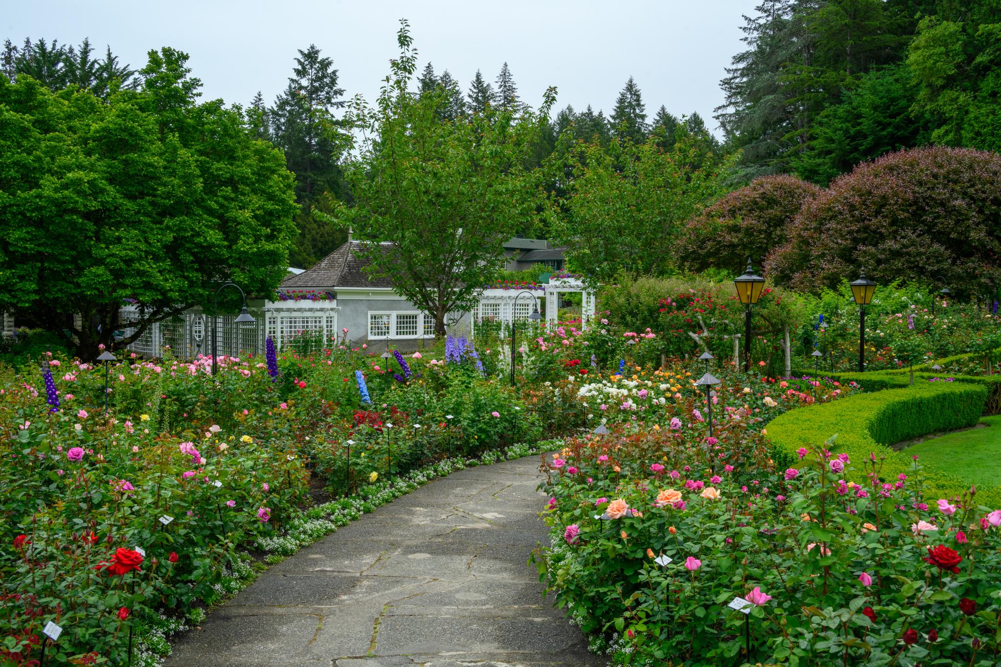 A landscaped garden featuring a winding stone pathway surrounded by various flowering plants, primarily roses in multiple colors. Lush green trees and shrubs are visible in the background, along with a white building partially obscured by foliage. The scene is set in a tranquil, well-maintained outdoor space