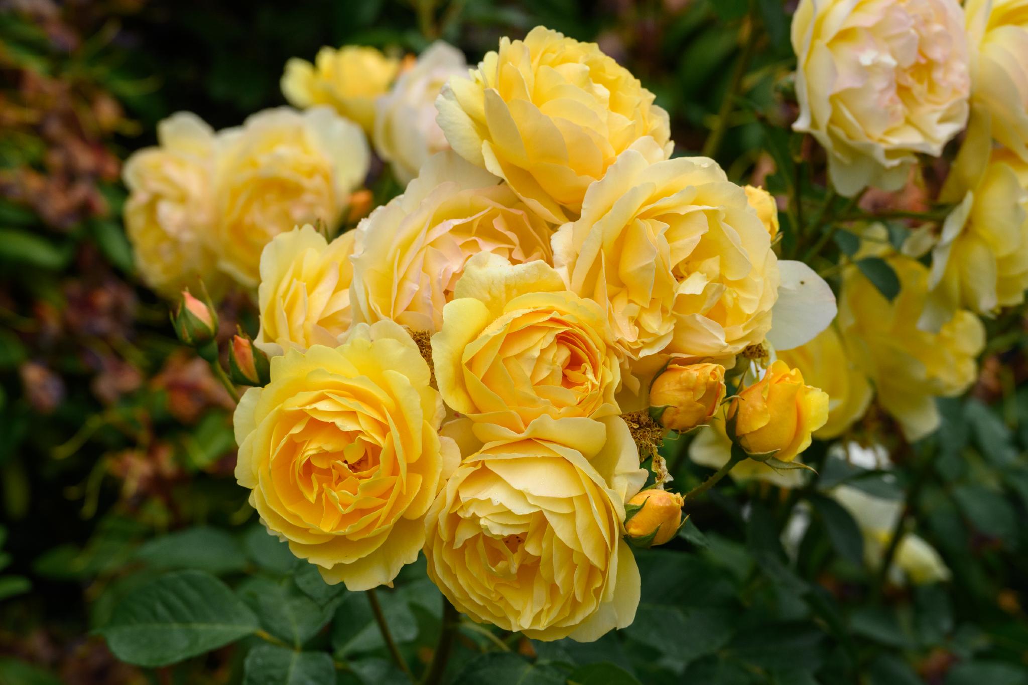 A cluster of yellow roses, likely belonging to the genus Rosa. The flowers are full and layered, with a soft, creamy yellow hue. Green leaves are visible in the background, complementing the blooms