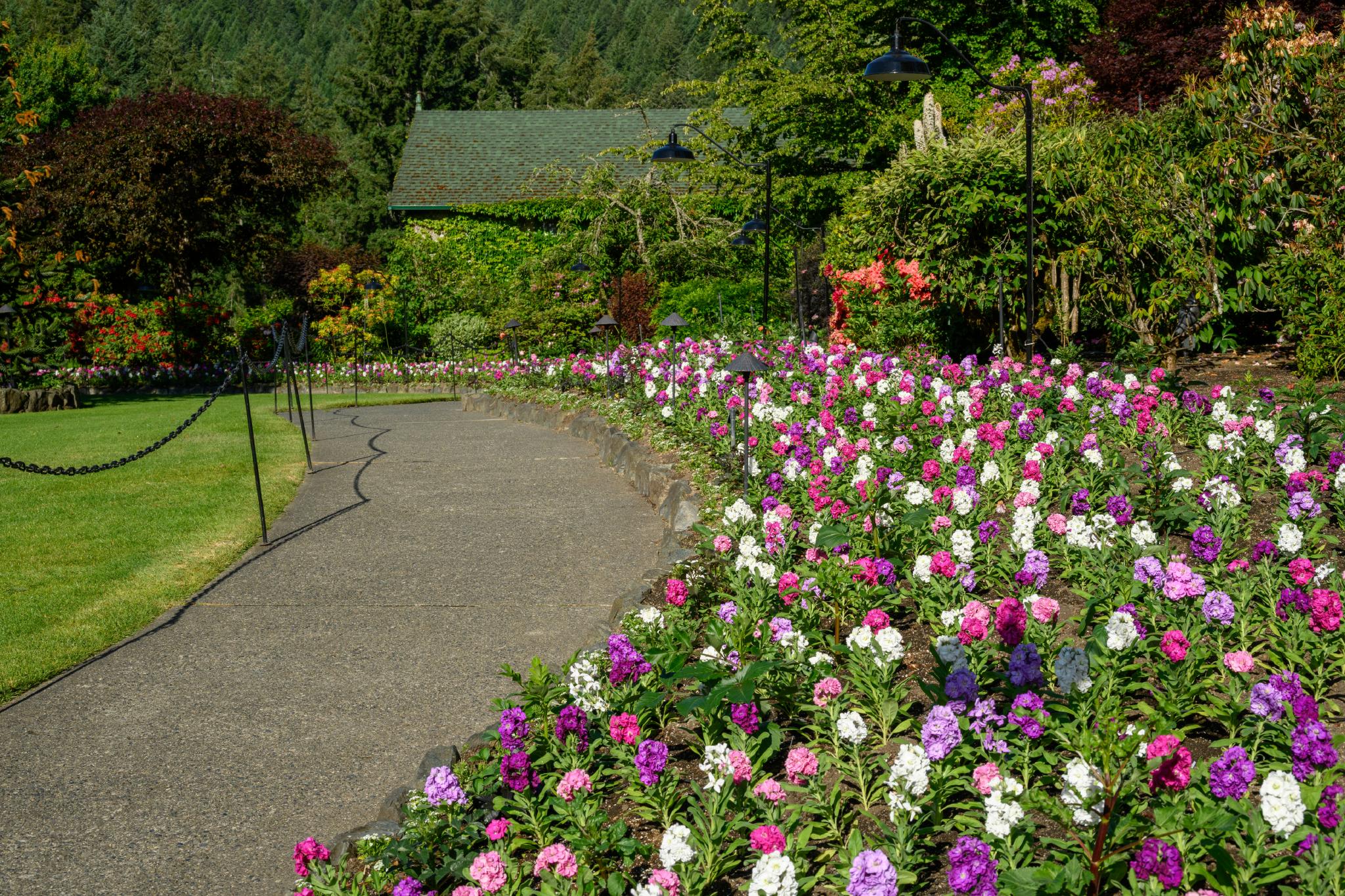 A pathway lined with vibrant flowers, primarily Phlox species, in shades of pink, purple, and white. The flowers are arranged in neat rows along the sides of the path, leading to a lush green backdrop of trees and shrubs