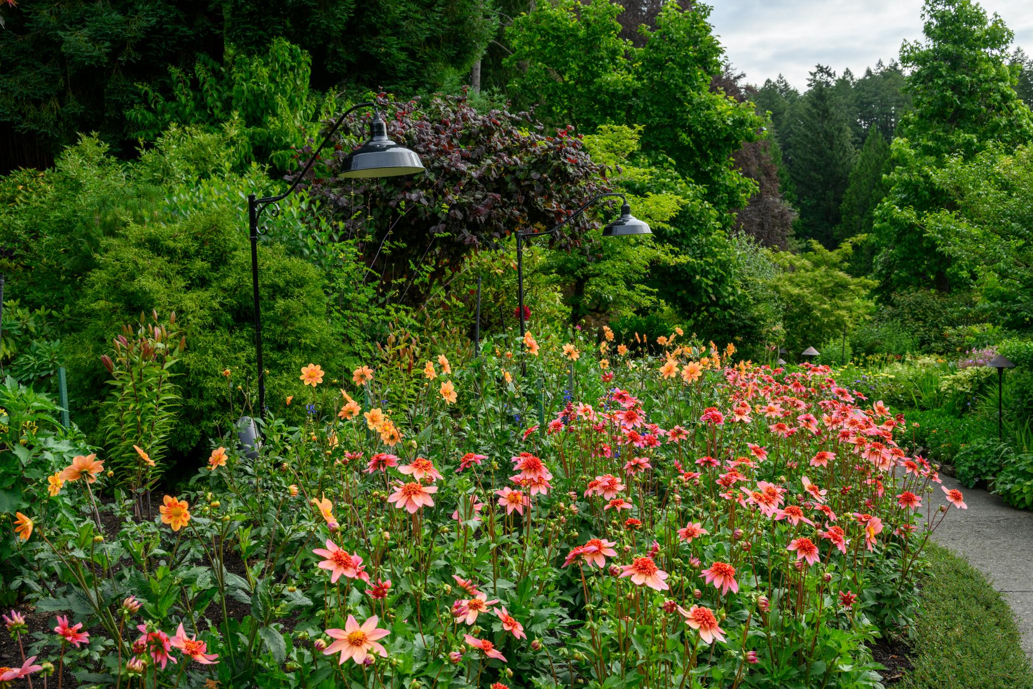 A vibrant flower bed featuring multiple blooming dahlias (genus Dahlia) in shades of orange and yellow, surrounded by lush green foliage and trees. Two garden lamps are positioned among the flowers, adding to the landscape's charm