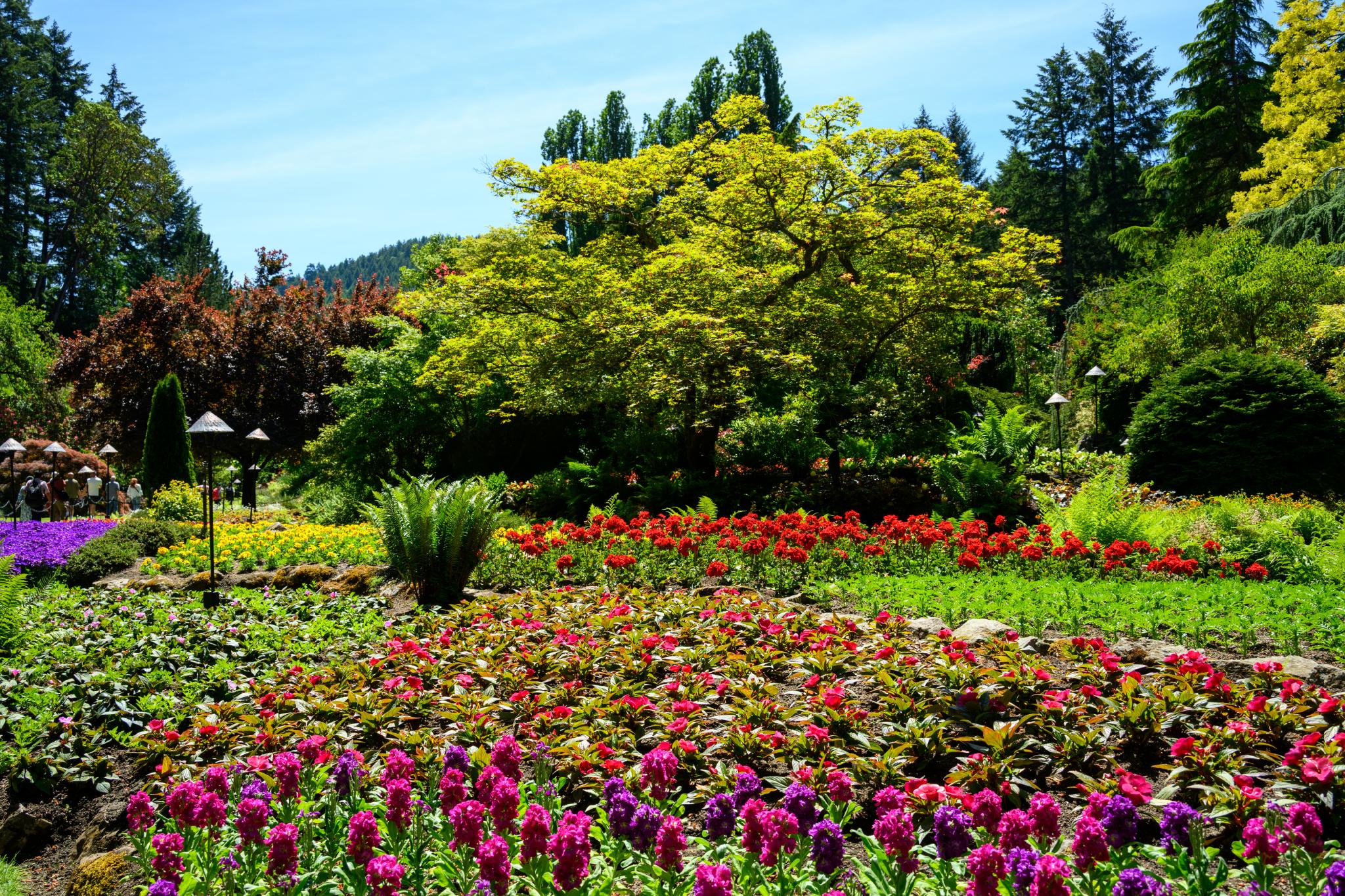 A vibrant garden scene featuring a variety of flowering plants and lush greenery. Prominent colors include red, pink, and purple flowers arranged in beds, with a large green tree, possibly a maple, in the background. Surrounding the flowers are various shrubs and ferns, set against a backdrop of tall trees and a clear blue sky