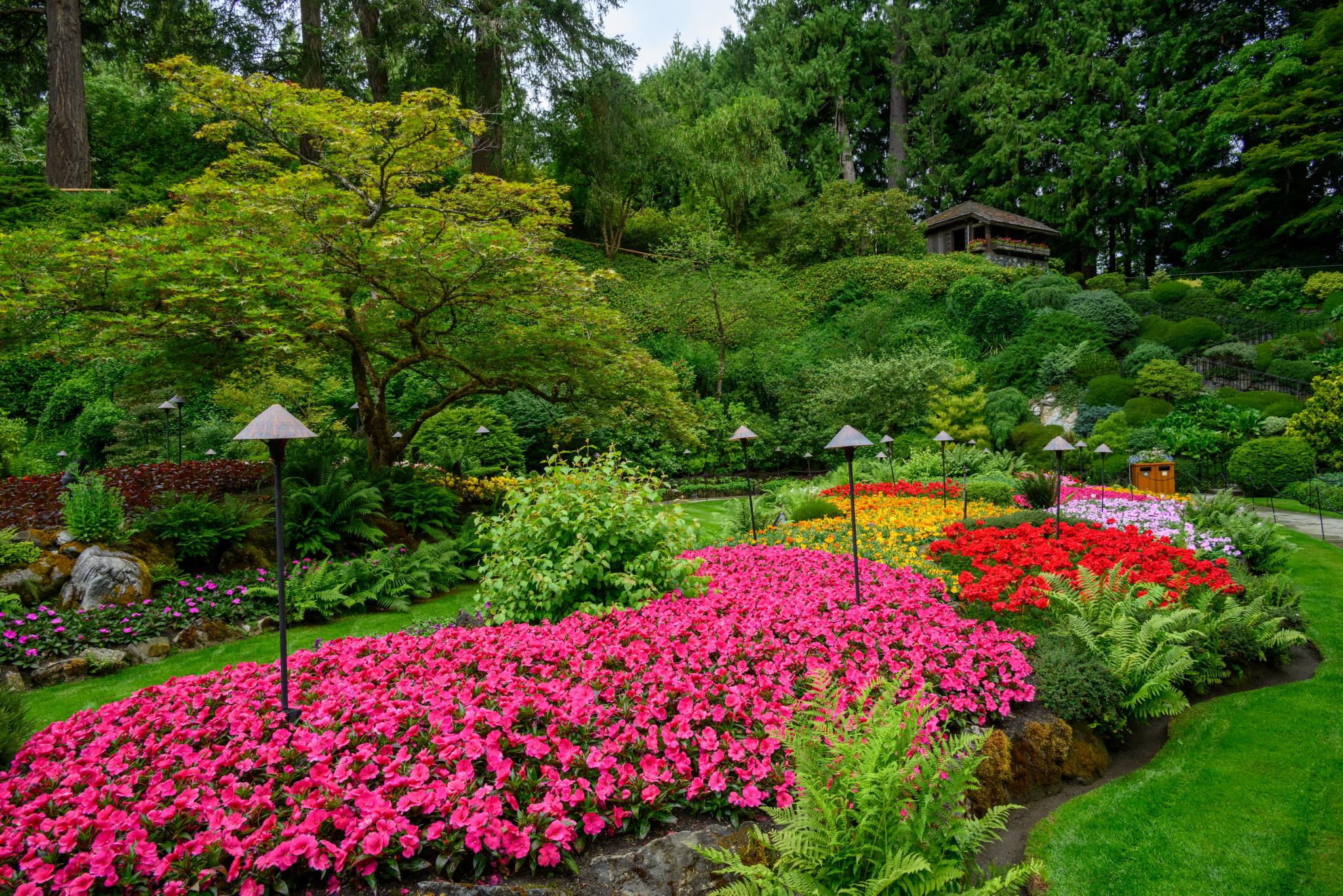 A vibrant garden featuring a variety of colorful flowers, primarily pink impatiens, arranged in curved beds. Surrounding the flowers are lush green ferns and shrubs. In the background, a small tree with a rounded canopy is visible, along with a wooden structure partially obscured by foliage. The scene is set in a well-maintained landscape with a mix of textures and colors