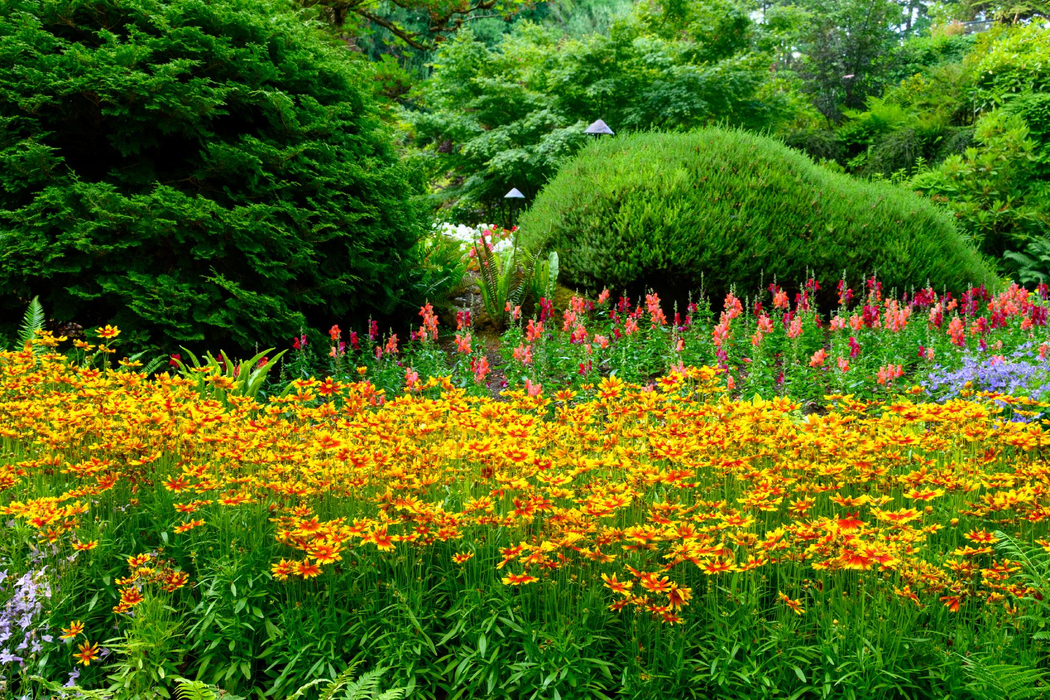 A vibrant garden scene featuring a foreground of yellow and orange flowers, likely from the genus *Asclepias*, surrounded by lush green foliage. In the background, clusters of pink flowers are visible, along with rounded green shrubs. The overall composition showcases a variety of plant textures and colors