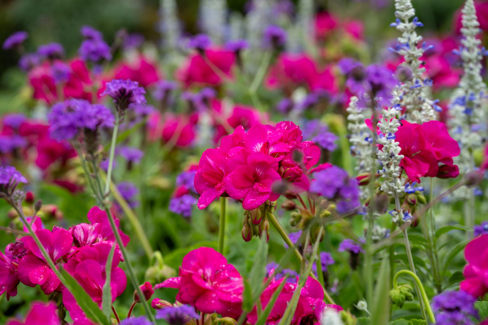 A vibrant display of pink flowers, likely from the genus *Impatiens*, surrounded by clusters of purple flowers, possibly from the genus *Verbena*, and tall spikes of white flowers, which may belong to the genus *Salvia*. The scene is lush and colorful, with a mix of green foliage
