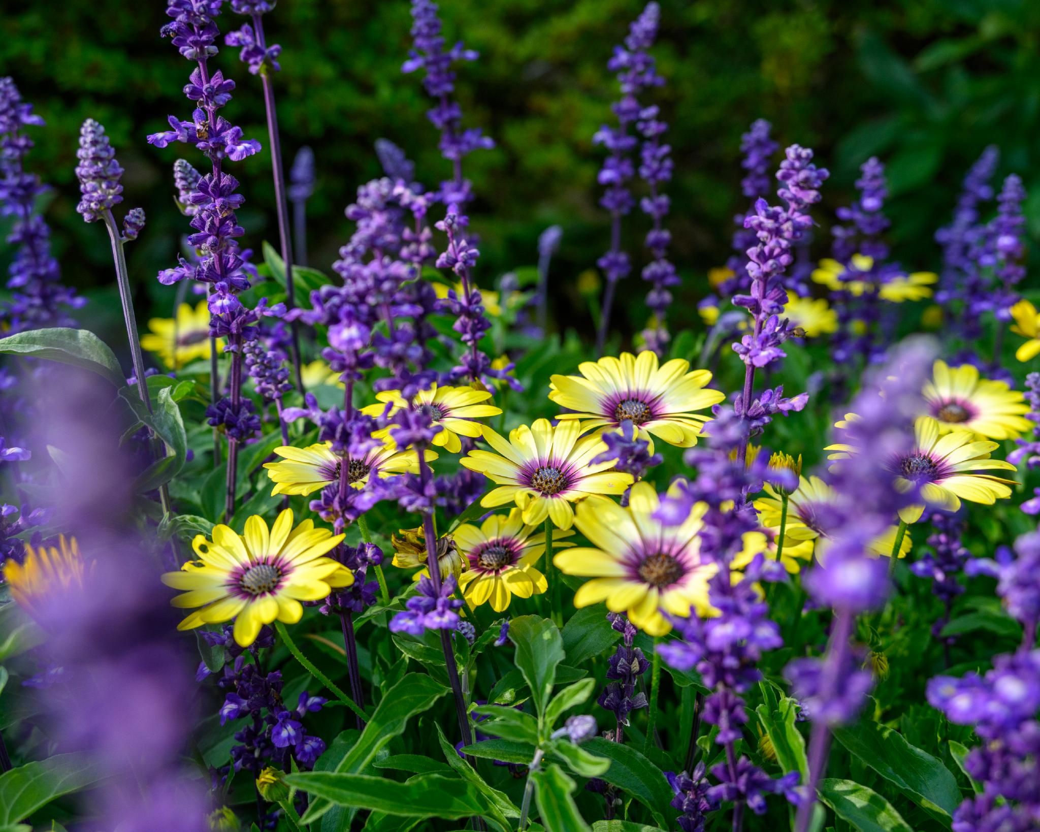 A cluster of yellow daisies with dark centers, likely belonging to the genus *Osteospermum*, interspersed among tall spikes of purple flowers, possibly from the genus *Salvia*. The scene features vibrant green foliage surrounding the flowers