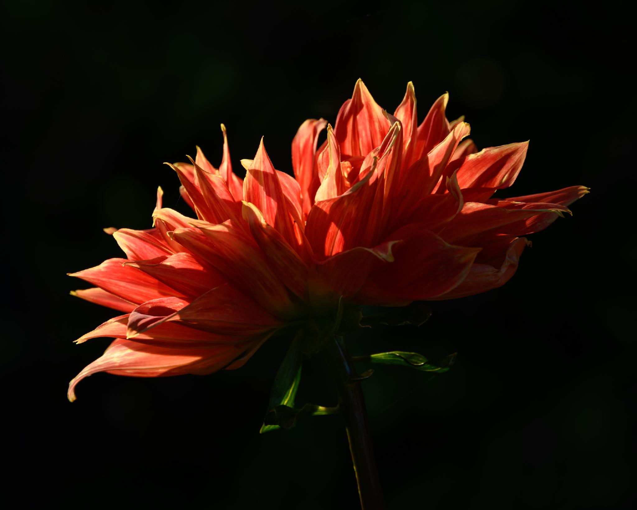 A vibrant, multi-petaled flower with a striking orange-red color and pointed petals, likely belonging to the genus Dahlia. The flower is illuminated against a dark background, highlighting its intricate structure and texture