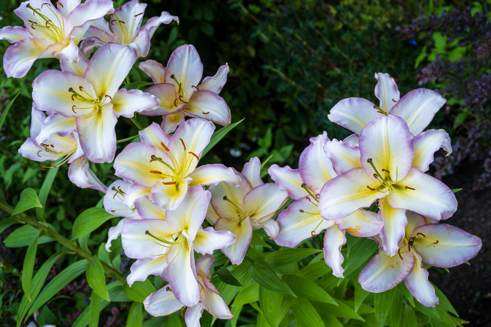 Cluster of pale pink and white lilies, likely belonging to the genus Lilium, with prominent yellow centers and dark stamens. The flowers are arranged on tall green stems, surrounded by lush foliage