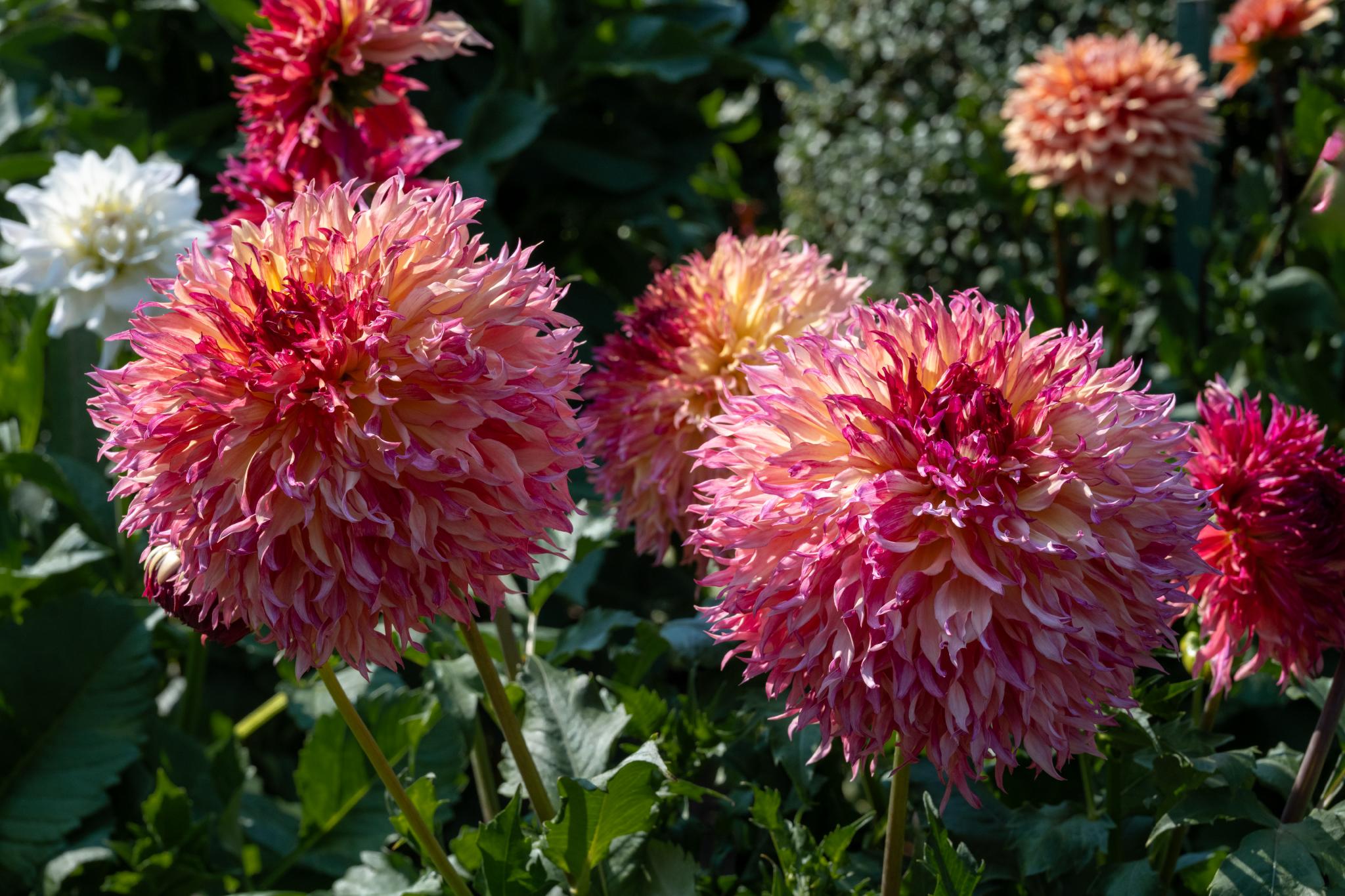 Large, round flowers with densely packed petals in shades of pink, peach, and cream, resembling pom-poms. The flowers appear to belong to the genus Dahlia. Green foliage surrounds the blooms, providing a lush background