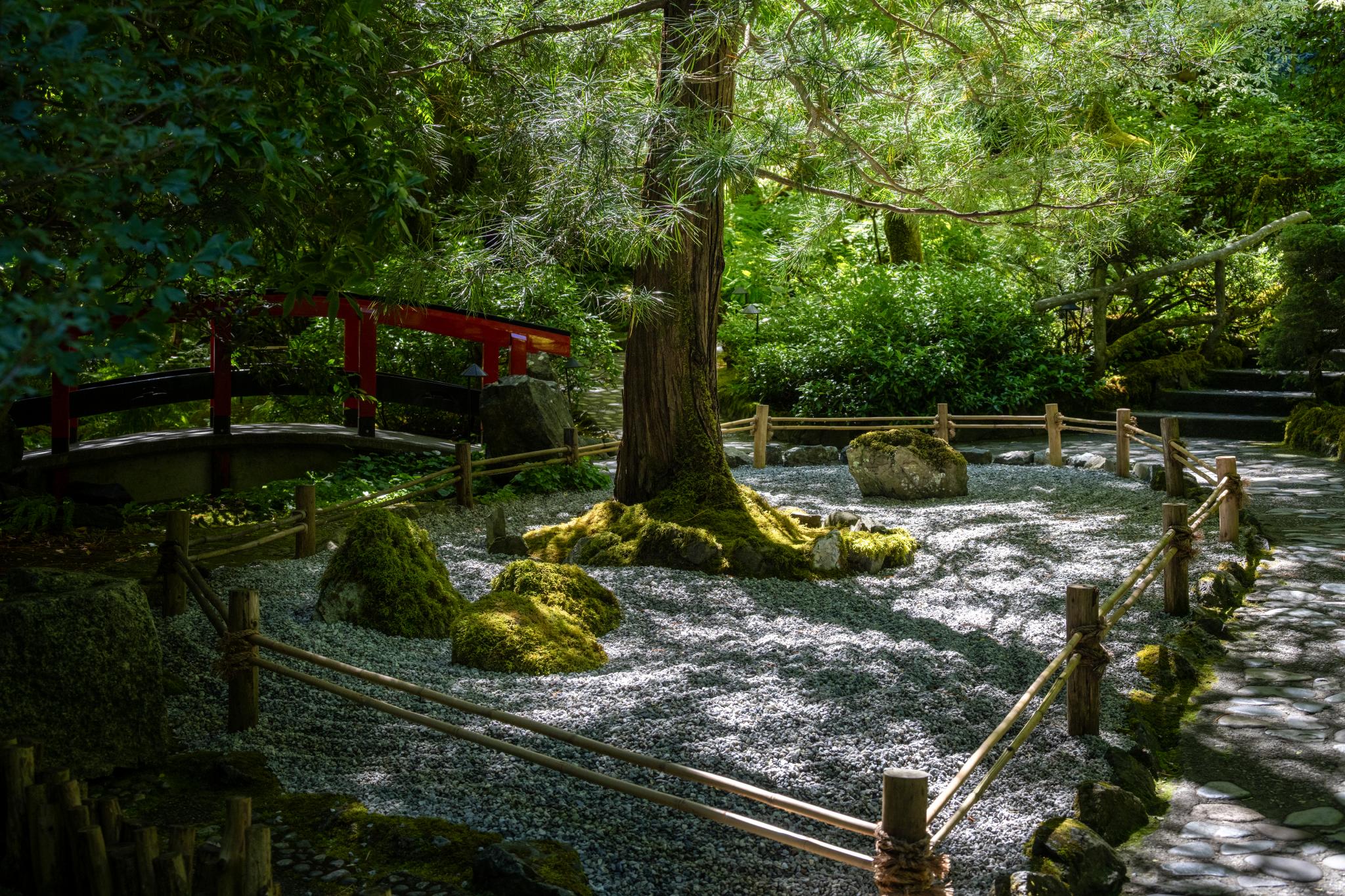 A serene Japanese garden featuring a central tree, possibly a Cryptomeria japonica, surrounded by moss-covered rocks and gravel. A red wooden bridge is visible in the background, along with lush green foliage. The area is enclosed by a bamboo fence