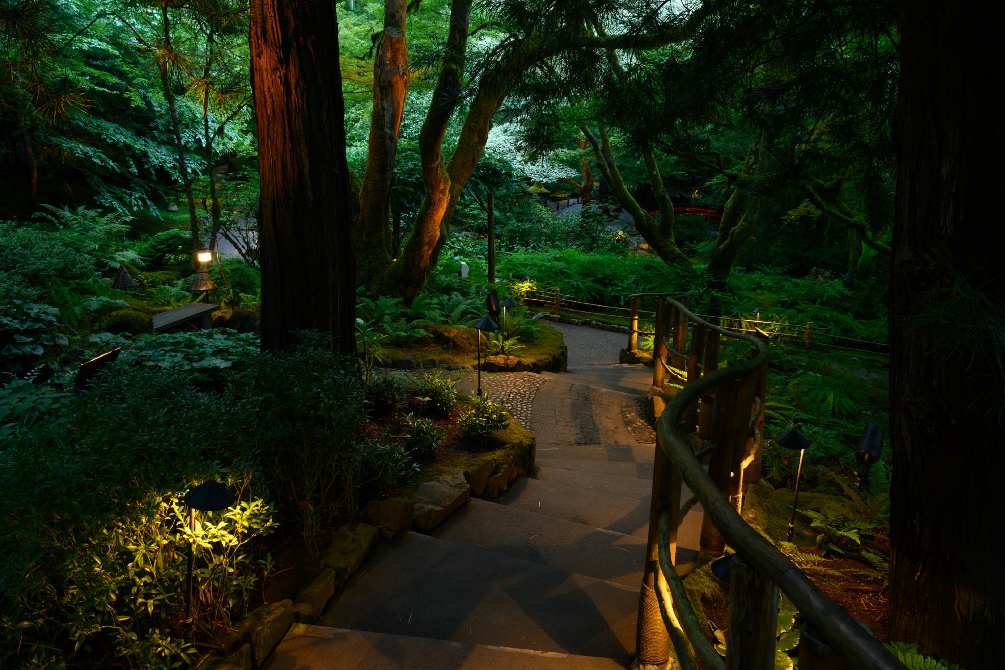 A winding stone pathway leads through a lush garden illuminated by soft lights. Surrounding the path are various green plants and trees, creating a serene and tranquil atmosphere. The scene is dense with foliage, suggesting a diverse range of plant life