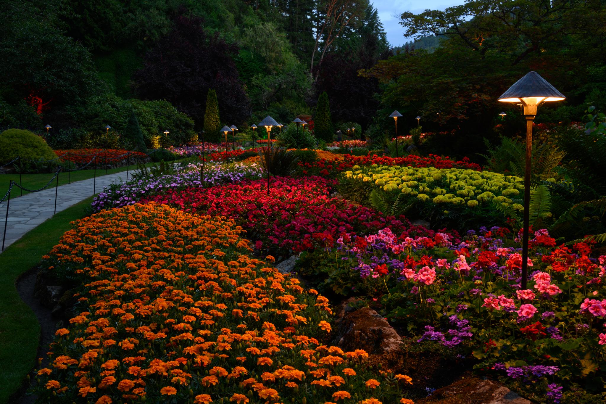 A vibrant garden scene featuring a variety of flowering plants arranged in colorful beds. Prominent colors include orange marigolds, pink and purple geraniums, and red flowers, all set against a backdrop of lush greenery and softly lit garden lamps. The pathway winds through the floral displays, creating a picturesque landscape