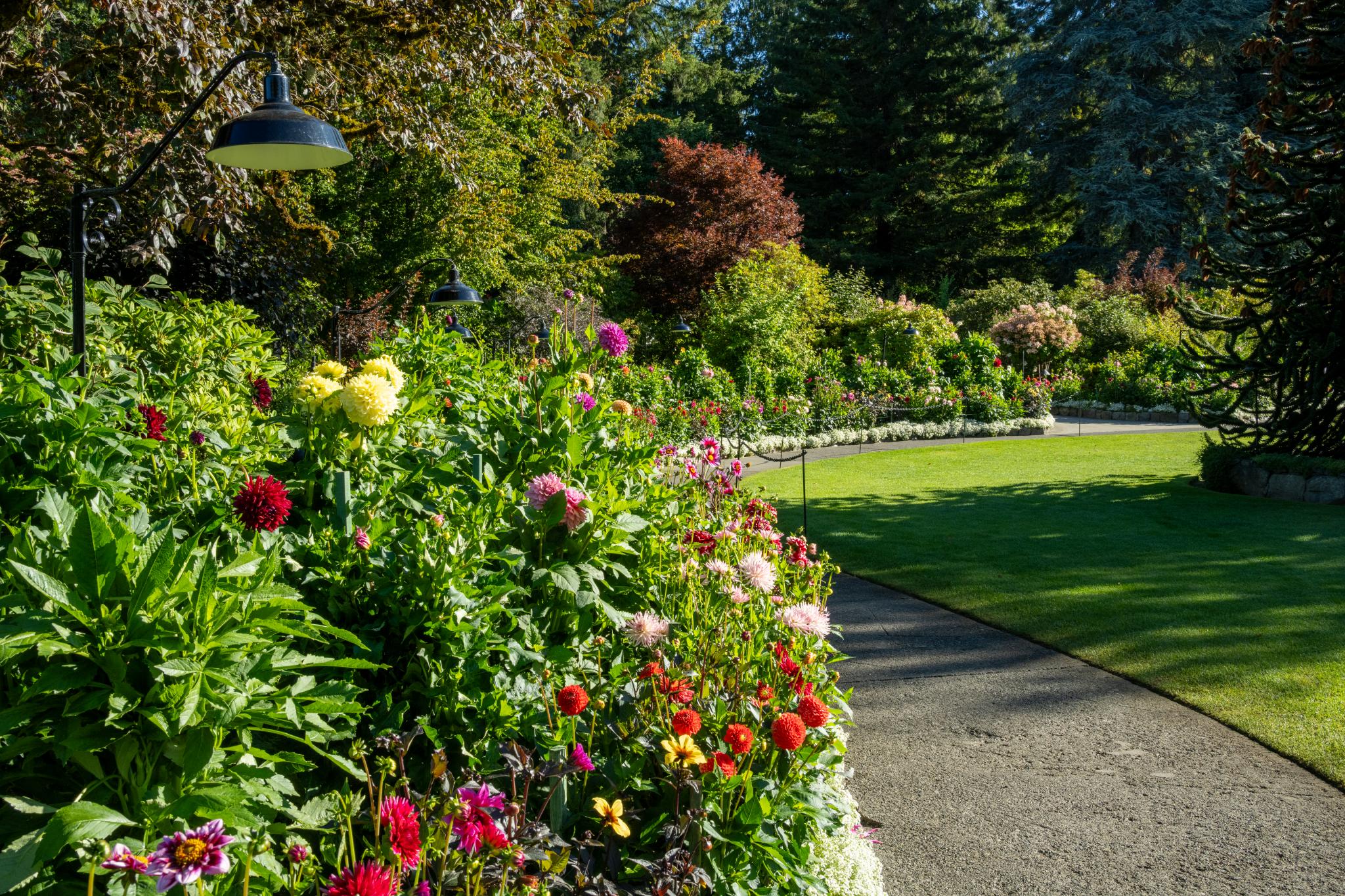 A vibrant garden scene featuring a variety of flowering plants, including dahlias and pansies, arranged along a pathway. Lush green grass and trees are visible in the background, creating a serene outdoor setting