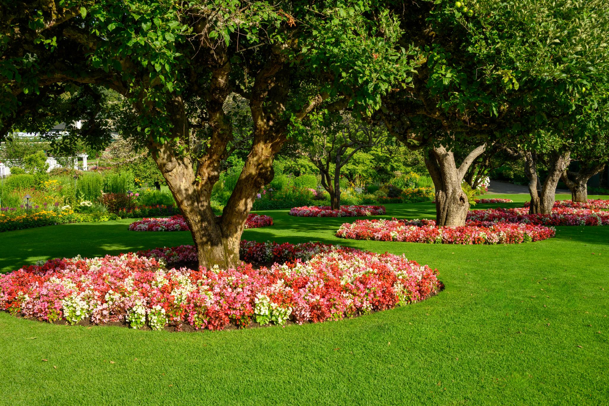 A landscaped garden featuring several trees with broad canopies, surrounded by circular flower beds filled with a mix of colorful begonias. The grass is lush and green, providing a vibrant contrast to the flowers