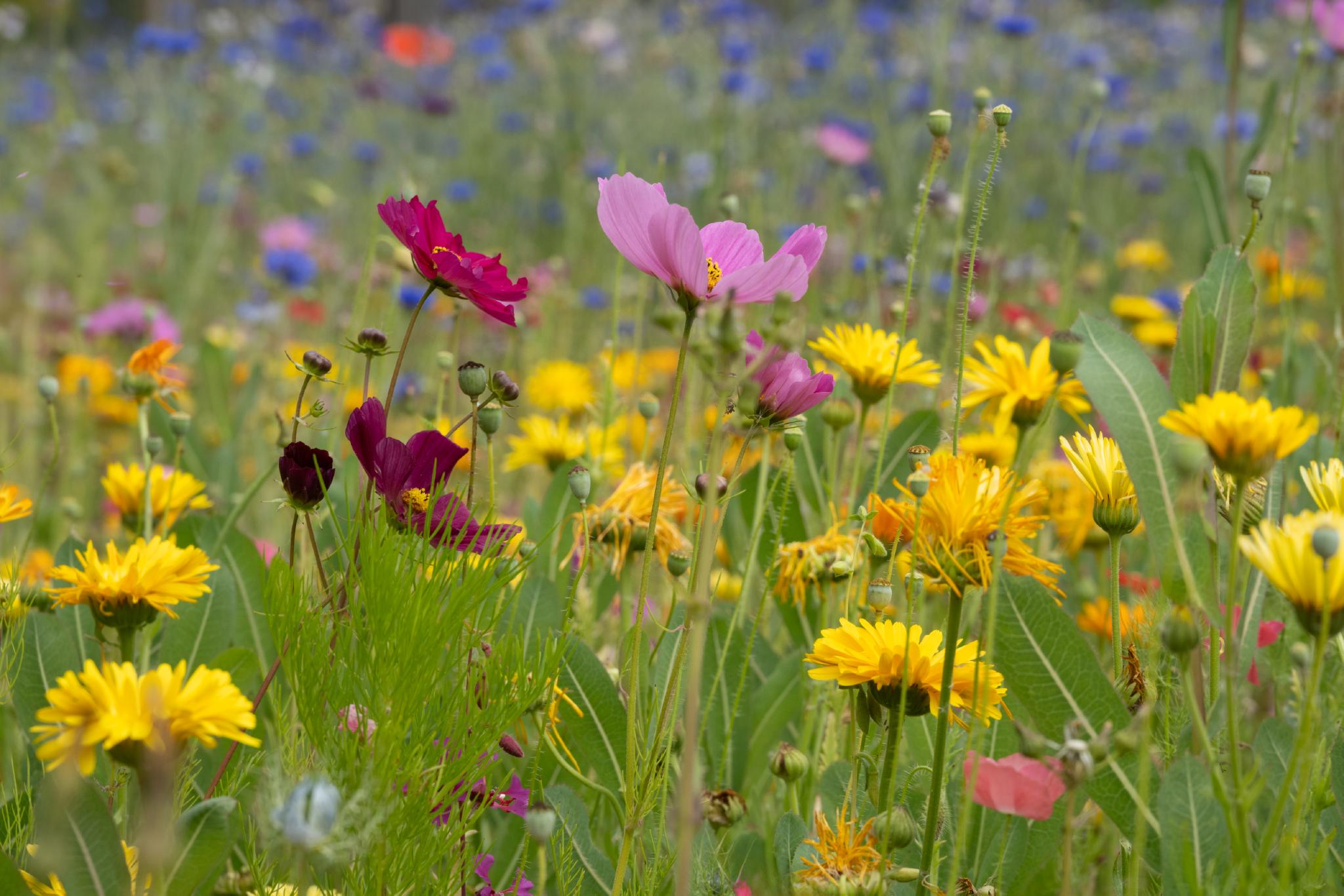 A vibrant field of wildflowers featuring a mix of yellow flowers, possibly from the genus Taraxacum, alongside pink and purple flowers, likely from the genus Cosmos. The scene includes various other colorful blooms, creating a diverse and lively floral landscape