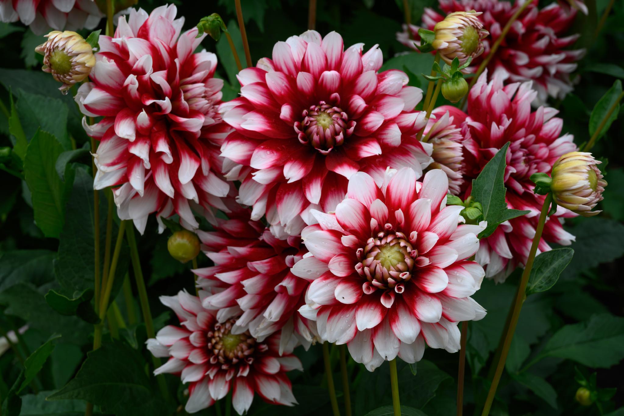 Les fleurs de dahlia (genre Dahlia) présentent un motif saisissant de pétales rouges et blancs, avec une forme arrondie et des fleurs en couches. Elles sont entourées de feuilles vertes et de quelques boutons non encore éclos. 
