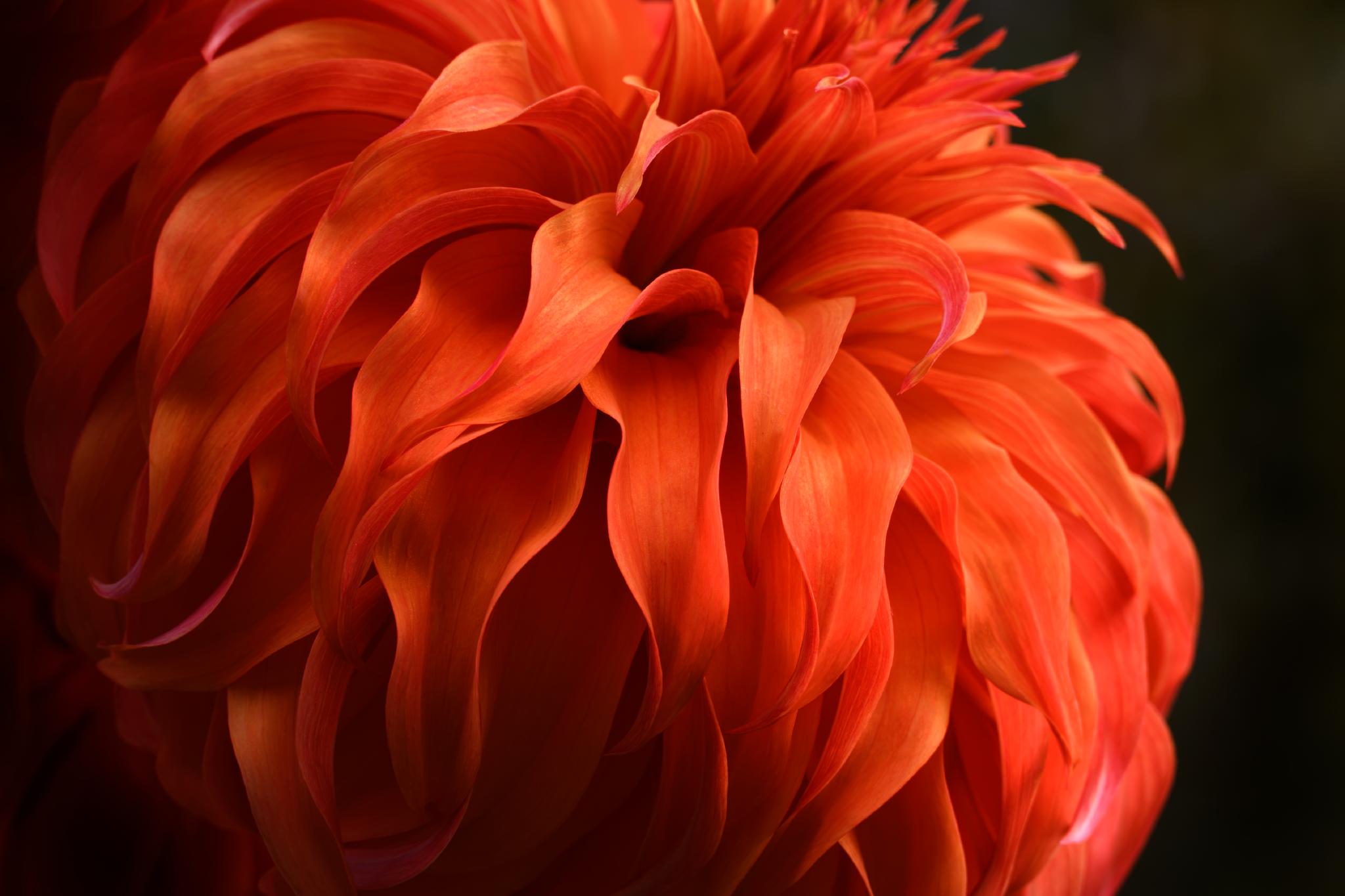 Gros plan sur une fleur sphérique aux couleurs vives, dotée de nombreux pétales allongés et ondulés, dans des nuances d'orange vif et de rouge. Les pétales sont superposés et semblent doux, créant une texture duveteuse. L'arrière-plan est flou, ce qui met en valeur les couleurs vives et les détails complexes de la fleur.  