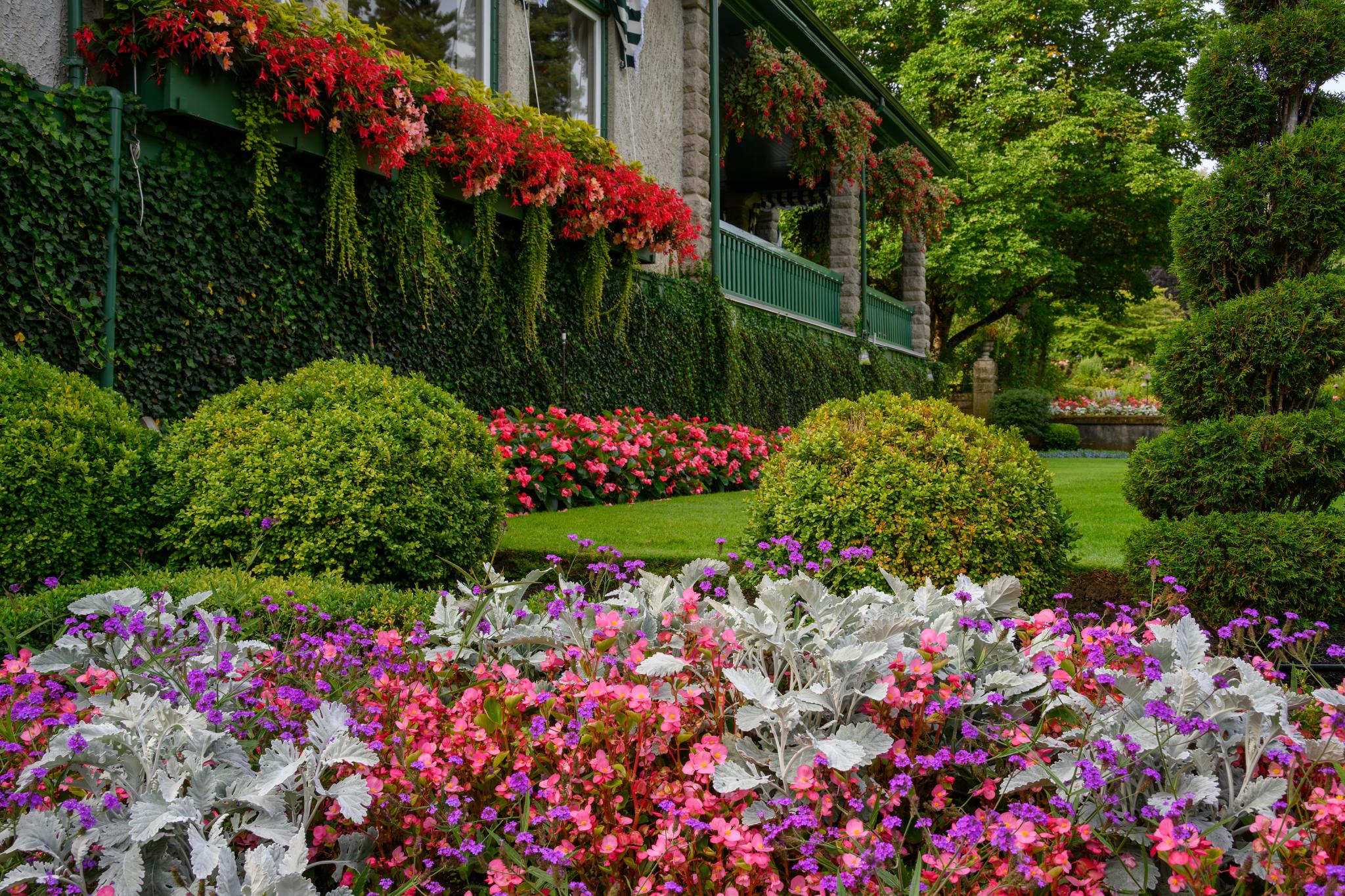 Un jardin paysager abritant une grande variété de plantes à fleurs. Au premier plan, on distingue des bouquets de fleurs roses et violettes, probablement du genre Bégonia, accompagnées d’un feuillage argenté qui semble appartenir au genre Cineraria. À l’arrière-plan, une pelouse bien entretenue est bordée d’arbustes verts aux formes arrondies, probablement du genre Buxus, ainsi que de fleurs d’un rouge vif tombant en cascade depuis un balcon. Le décor comprend une maison en pierre partiellement recouverte de lierre.   