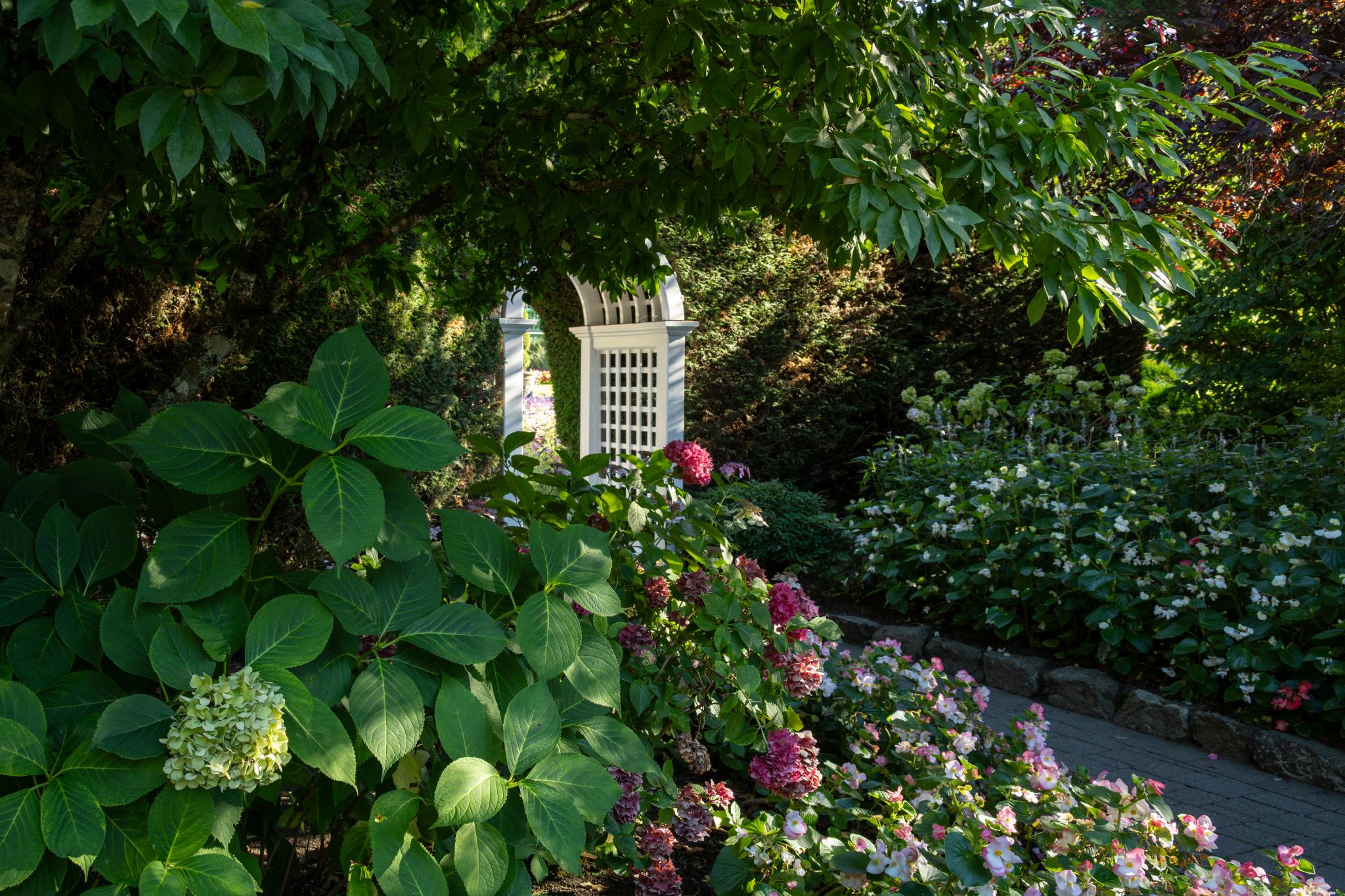 Une scène de jardin luxuriante mettant en scène de grandes feuilles vertes d'une plante qui semble être un hortensia, avec des grappes de fleurs roses et blanches qui s'épanouissent le long d'une allée. À l'arrière-plan, on aperçoit partiellement une structure en treillis blanche, entourée de verdure. 