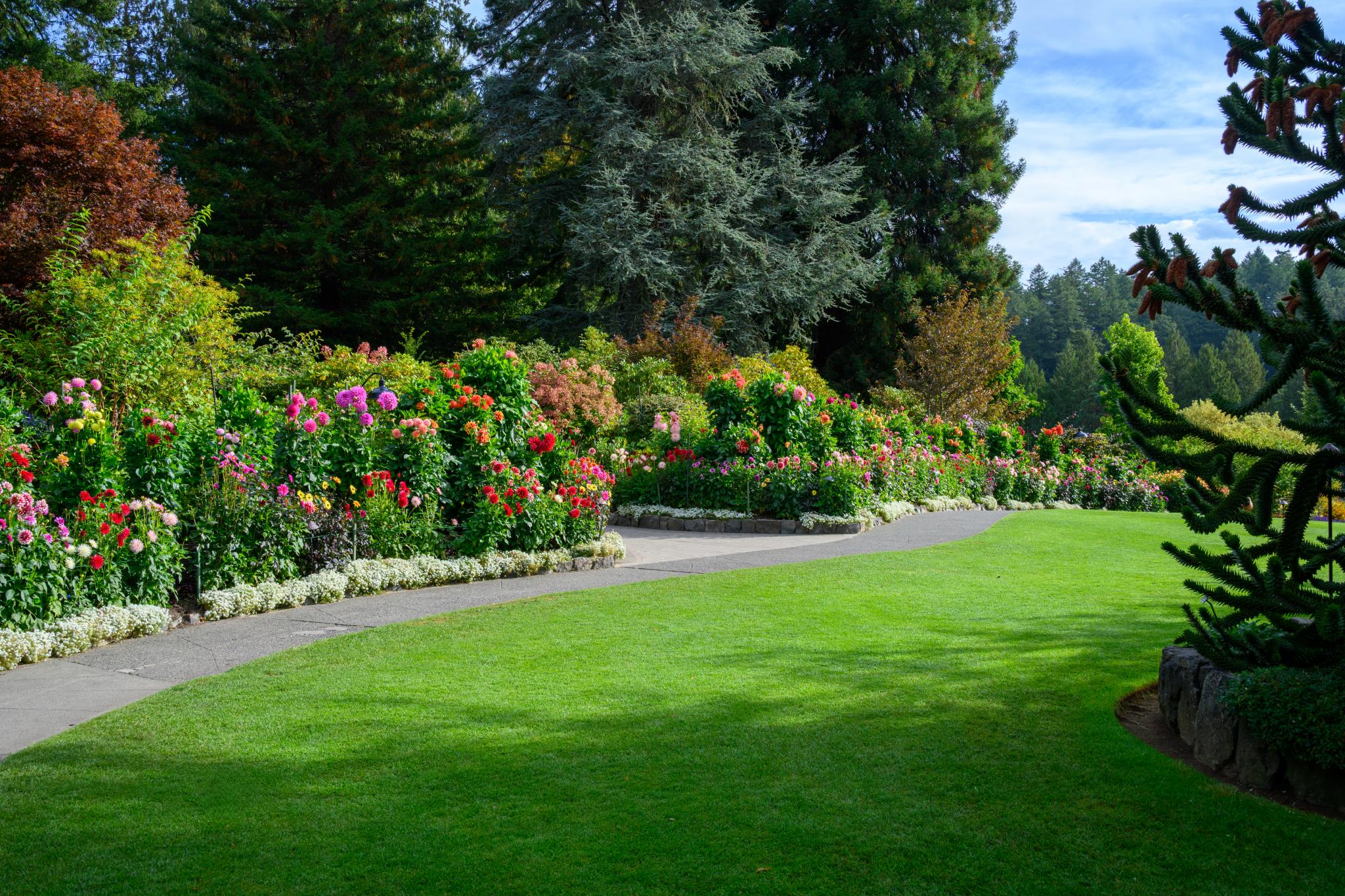 Un jardin paysager agrémenté d'une allée sinueuse bordée de parterres de fleurs aux couleurs vives. Ces parterres abritent une grande variété de plantes à fleurs, parmi lesquelles ce qui semble être des dahlias et des géraniums, le tout sur fond de gazon verdoyant et de grands arbres. Le cadre est lumineux et soigné, sous un ciel d'un bleu limpide.  