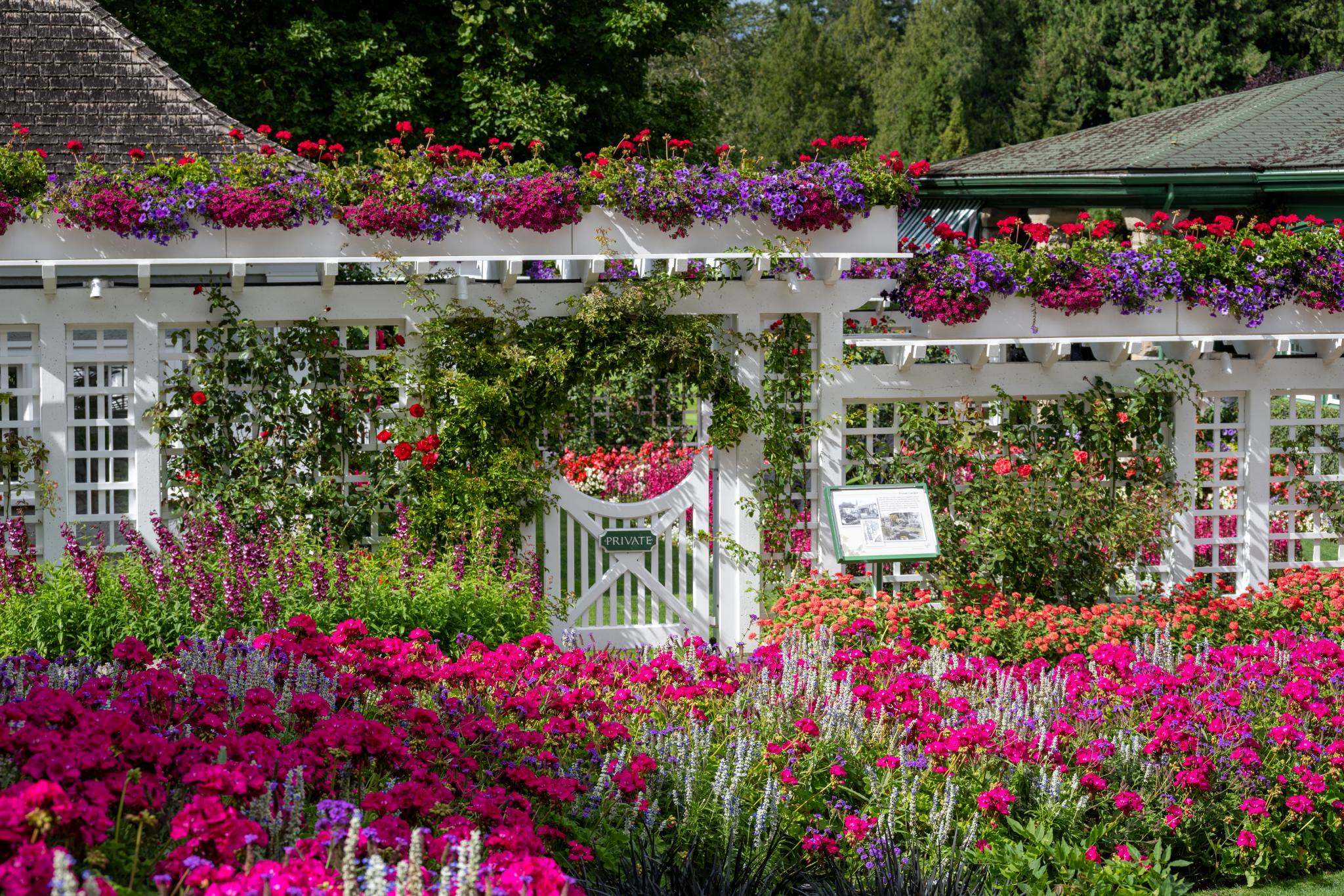 Une scène de jardin mettant en scène un treillis blanc orné de fleurs aux teintes vives de rose et de violet, notamment des géraniums et des pétunias. Le premier plan est parsemé de bouquets de fleurs roses, tandis que l'arrière-plan laisse apparaître un portail blanc et d'autres compositions florales. Une végétation luxuriante entoure l'ensemble, créant une atmosphère colorée et accueillante.  