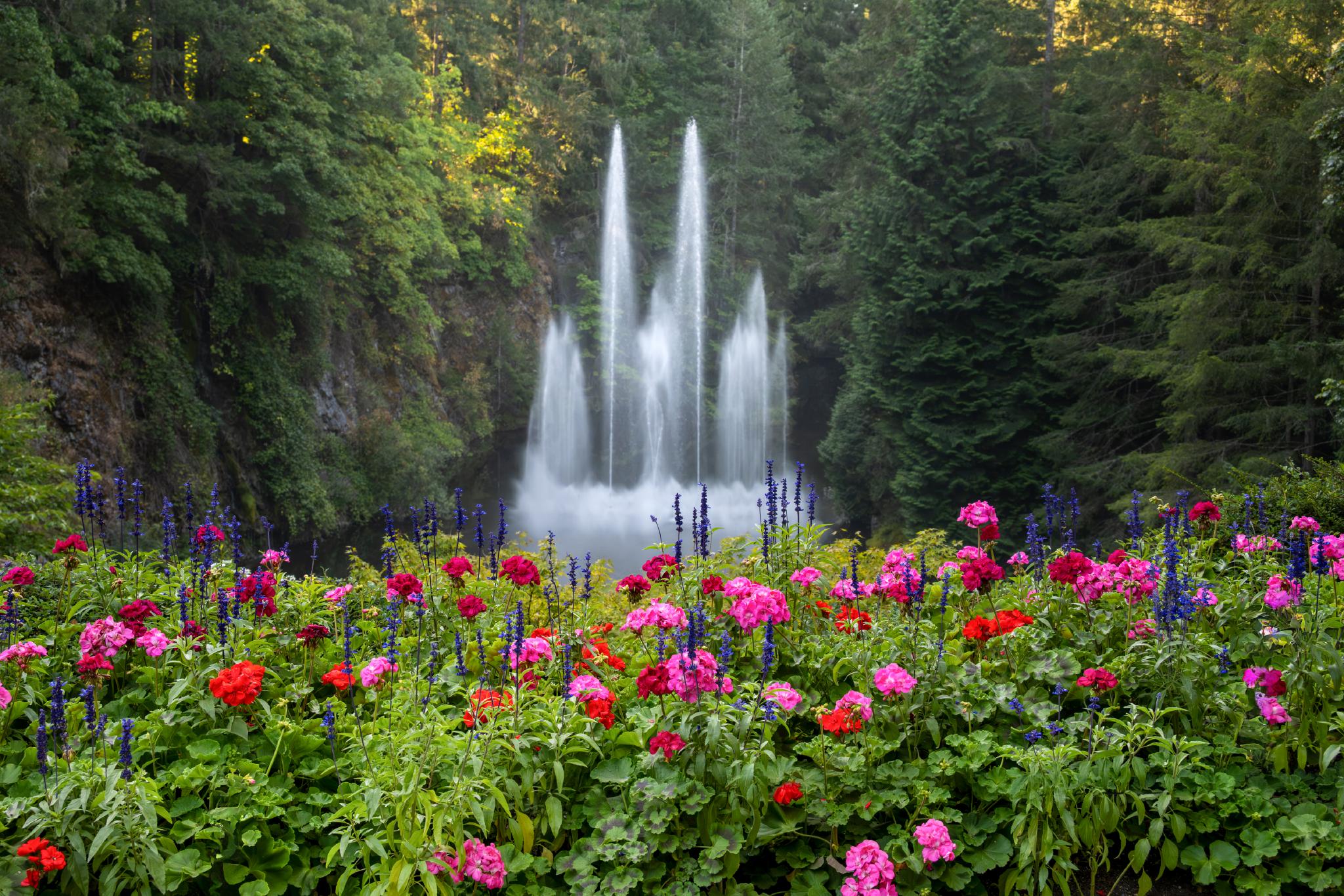 Un jardin haut en couleur, parsemé de géraniums roses et rouges (Pelargonium spp.) au premier plan, qui s'ouvre sur une cascade entourée d'arbres à la végétation luxuriante en arrière-plan. La cascade est composée de multiples filets d'eau qui dévalent en cascade, créant une atmosphère brumeuse. 