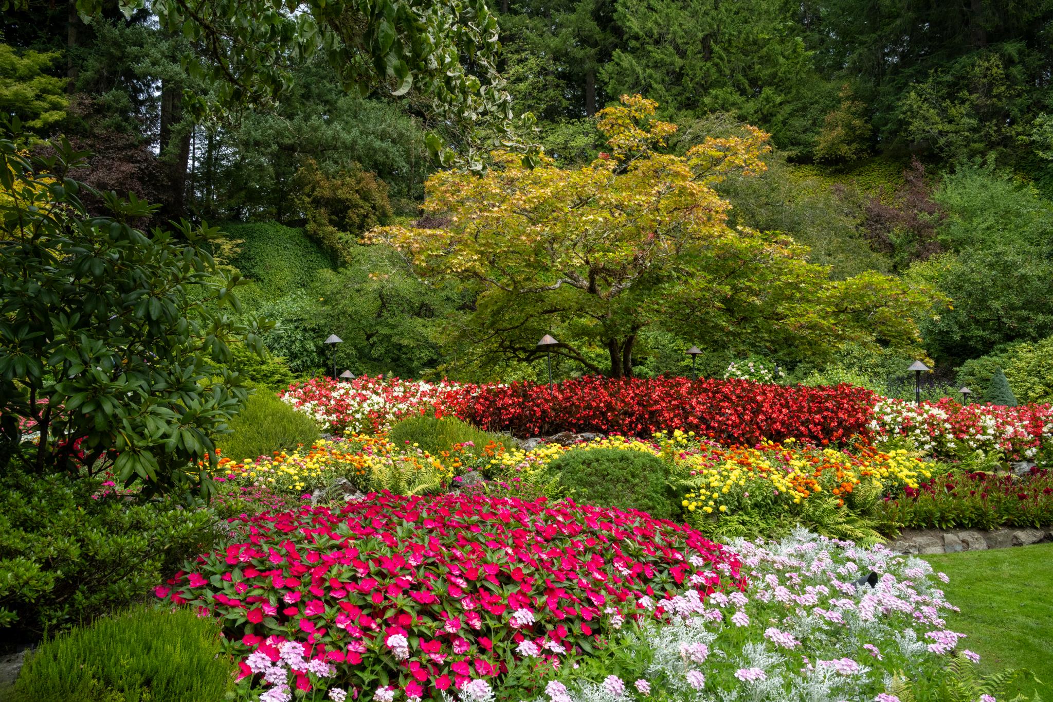 Une scène de jardin pleine de vie, mettant en valeur une grande variété de plantes à fleurs. Au premier plan, des bouquets d’impatiens roses et blancs (genre Impatiens) s’entremêlent à des arbustes verts. À l’arrière-plan, un petit arbre au feuillage jaune-vert se détache au milieu d’un spectacle coloré de fleurs rouges et jaunes, peut-être des bégonias (genre Begonia). Le jardin est luxuriant et bien entretenu, entouré d’arbres et de verdure.   