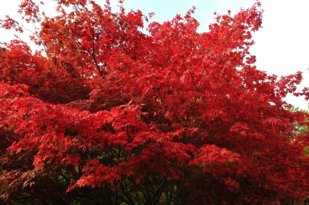 Un érable au feuillage rouge vif (Acer spp.) au feuillage dense, dont les feuilles d'un rouge éclatant dominent la cime de l'arbre. Les feuilles sont profondément lobées et présentent une texture lisse, offrant un spectacle saisissant sur fond de ciel dégagé.