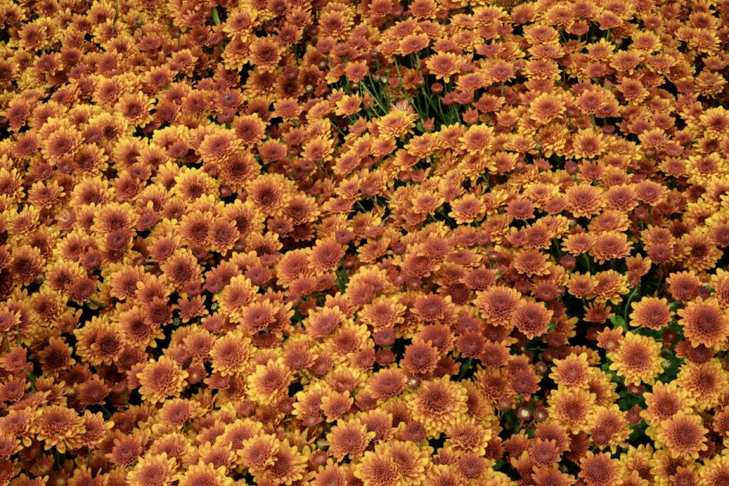 Un ensemble dense de fleurs aux teintes vives, orange et jaunes, probablement des chrysanthèmes, occupe tout le cadre. Ces fleurs, de forme arrondie et dotées de nombreux pétales, confèrent à l'ensemble un aspect luxuriant et riche en textures.