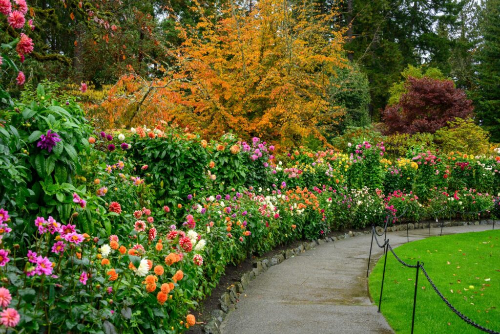Une scène de jardin pleine de vie, mettant en scène une grande variété de plantes à fleurs, notamment des dahlias (genre Dahlia) de toutes les couleurs et d'autres fleurs ornementales. Le jardin est bordé d'un feuillage verdoyant et d'un sentier sinueux, avec en arrière-plan des arbres aux couleurs automnales.
