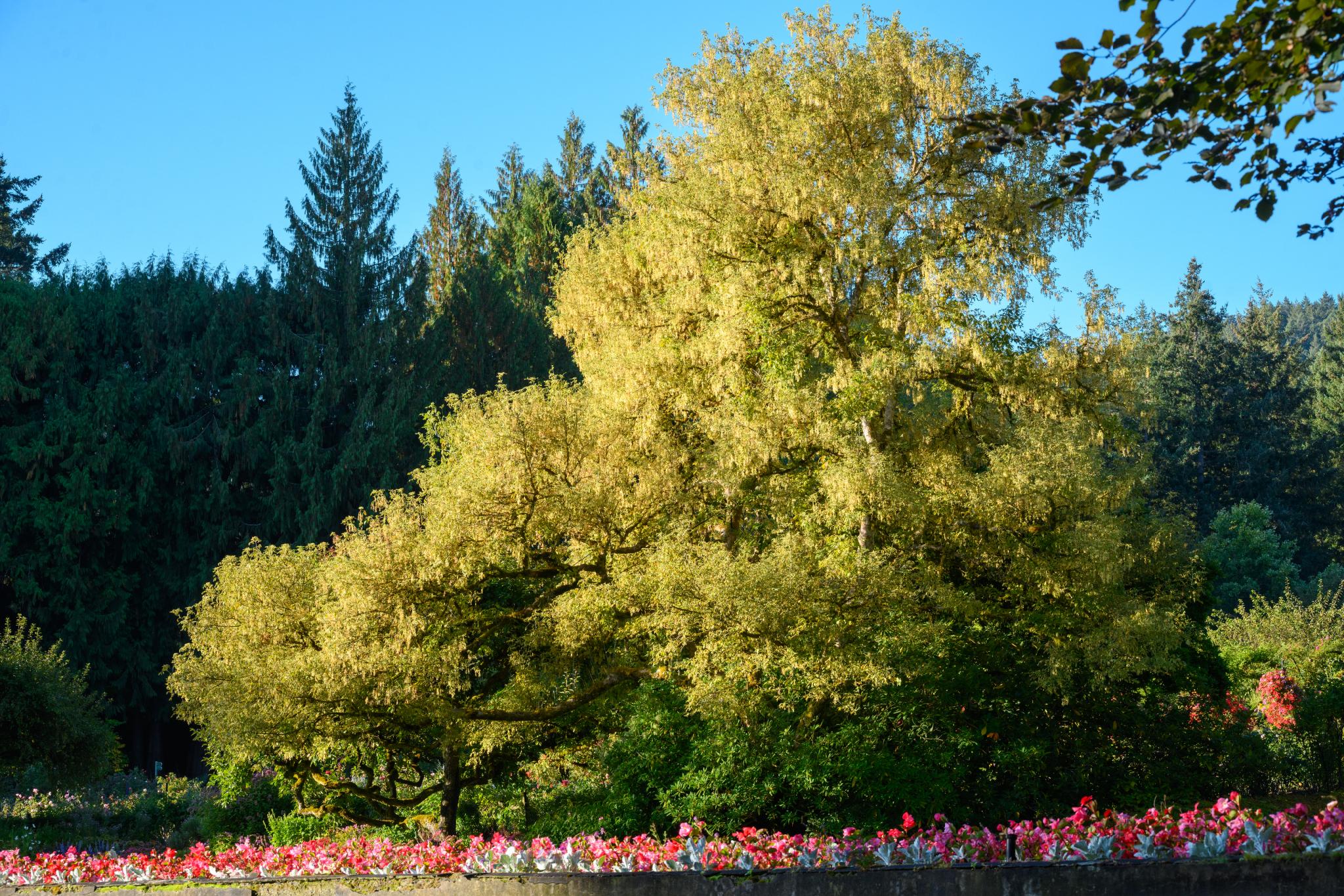 A large, leafy tree with a broad canopy, likely a species of maple (Acer), displaying vibrant yellow-green foliage. In the foreground, a bed of colorful flowers, possibly begonias, contrasts with the greenery. The background features tall evergreen trees under a clear blue sky