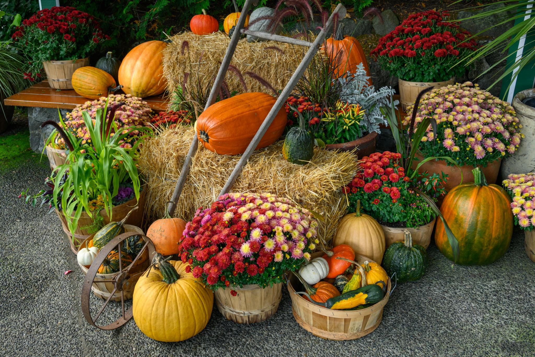 A display of various pumpkins and gourds in different shapes and colors, surrounded by baskets of vibrant chrysanthemums (genus Chrysanthemum) in shades of red, yellow, and purple. Hay bales are arranged in the background, adding to the autumnal theme. A vintage gardening tool is leaning against the arrangement