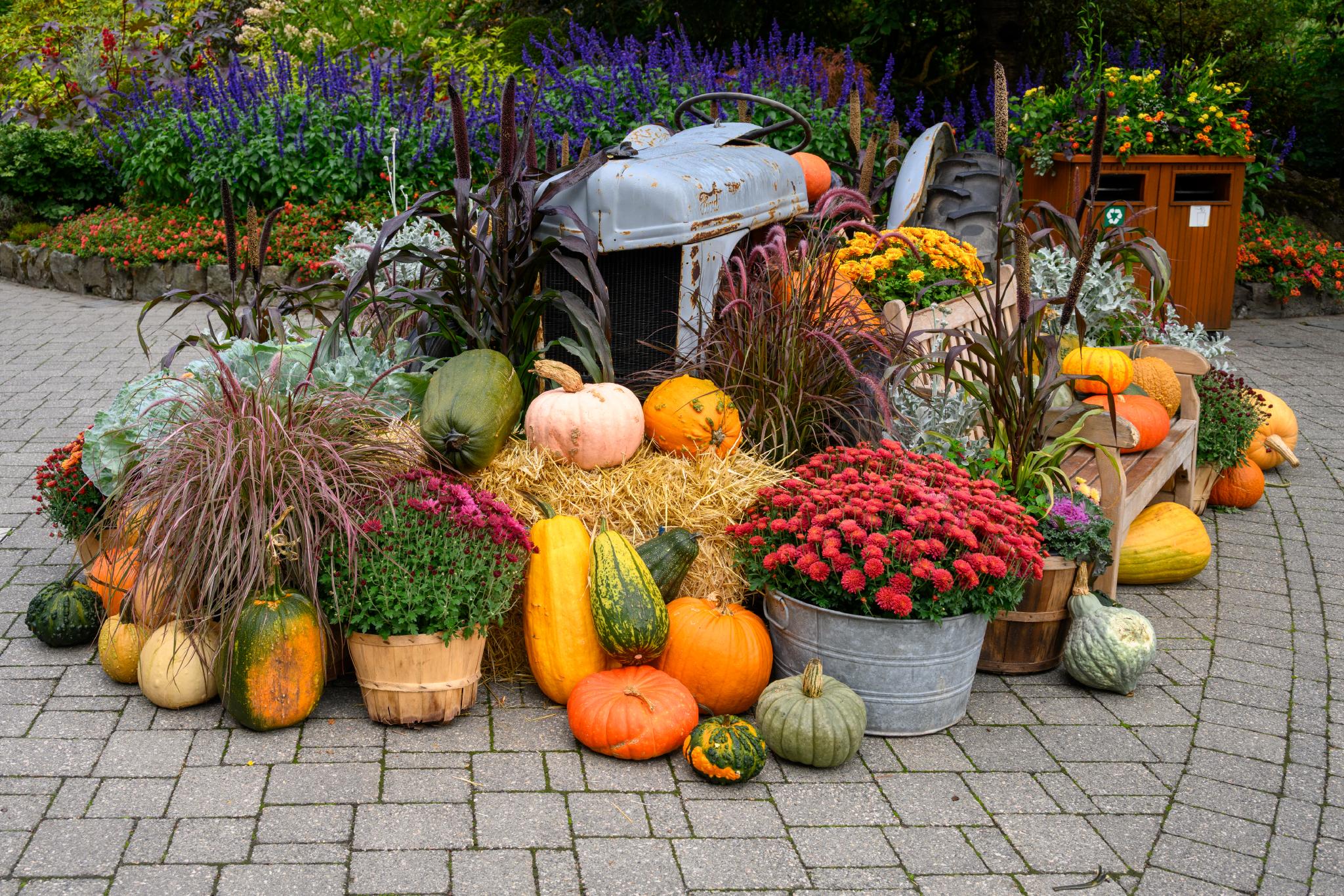 A display of various pumpkins and gourds in different colors and sizes, arranged around a vintage tractor. The scene includes potted chrysanthemums, ornamental grasses, and hay bales, set against a backdrop of colorful flowers and greenery