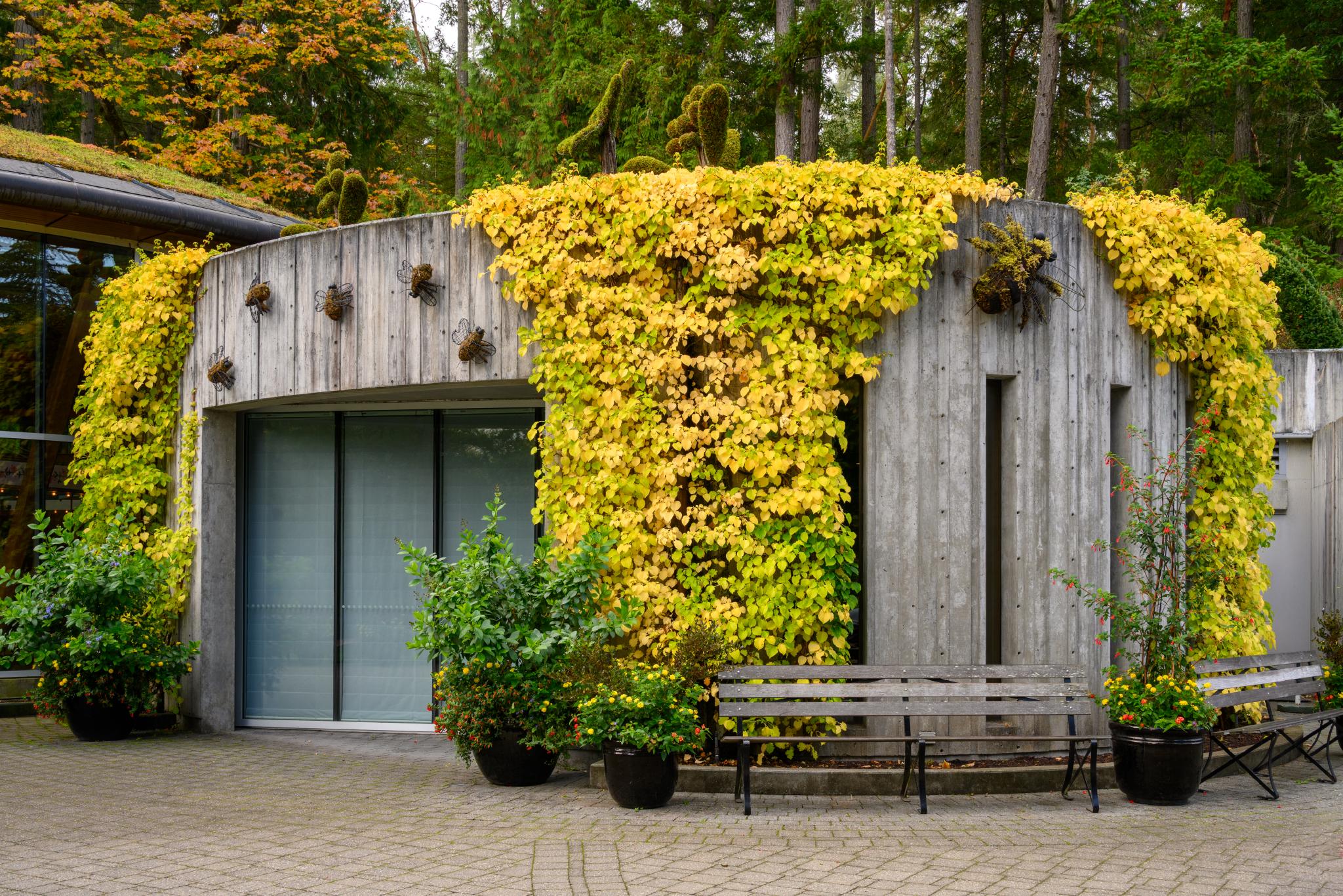 A circular wooden structure covered with vibrant yellow and green foliage, likely from a climbing plant. The building features large glass windows and is surrounded by potted plants and benches on a stone pathway