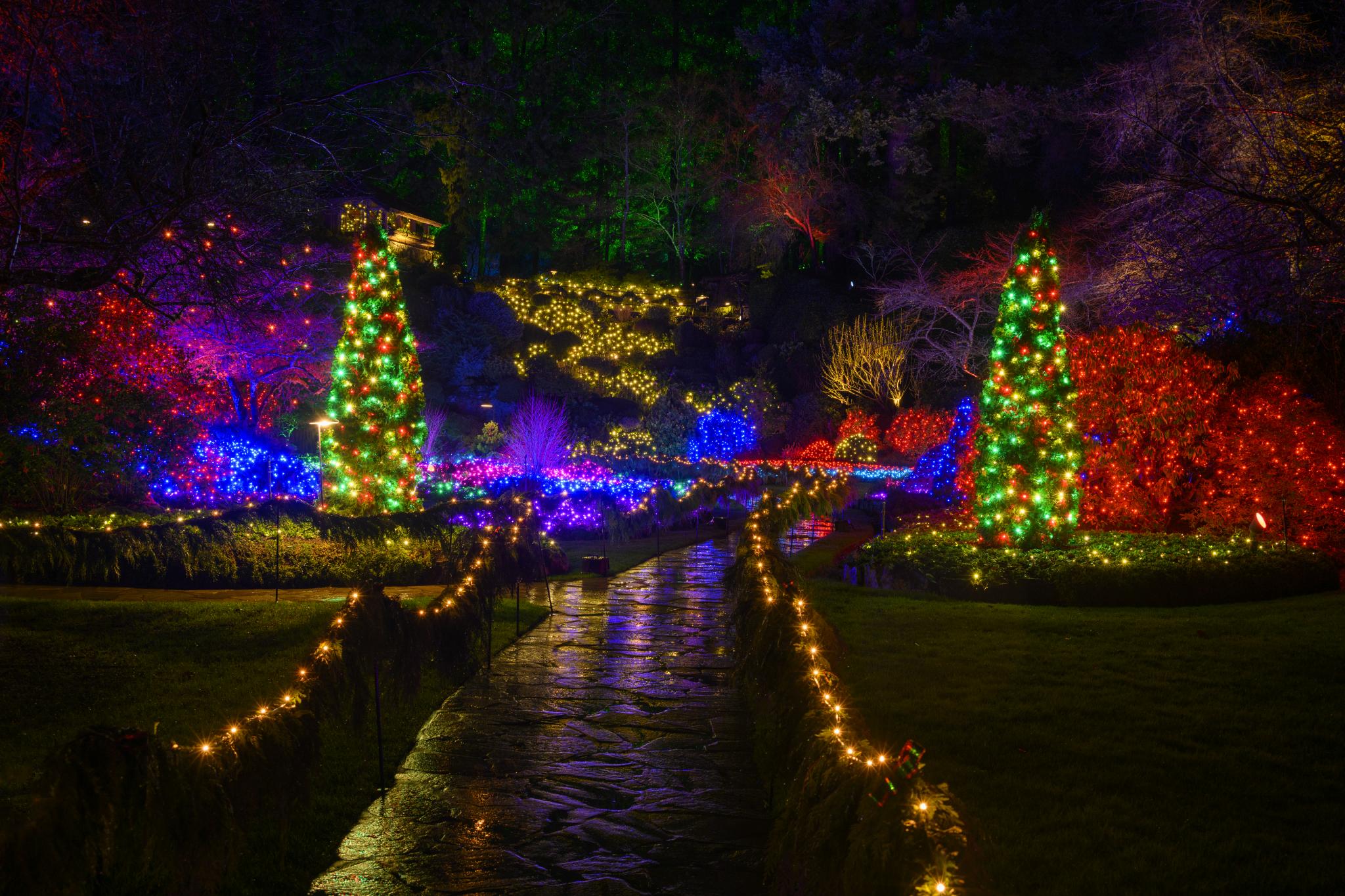 A garden pathway illuminated by colorful Christmas lights, featuring two conical evergreen trees adorned with bright green and red lights. Surrounding the pathway are various shrubs and trees, also decorated with multicolored lights, creating a festive atmosphere. The scene is set against a dark background of trees, enhancing the vibrant colors of the lights