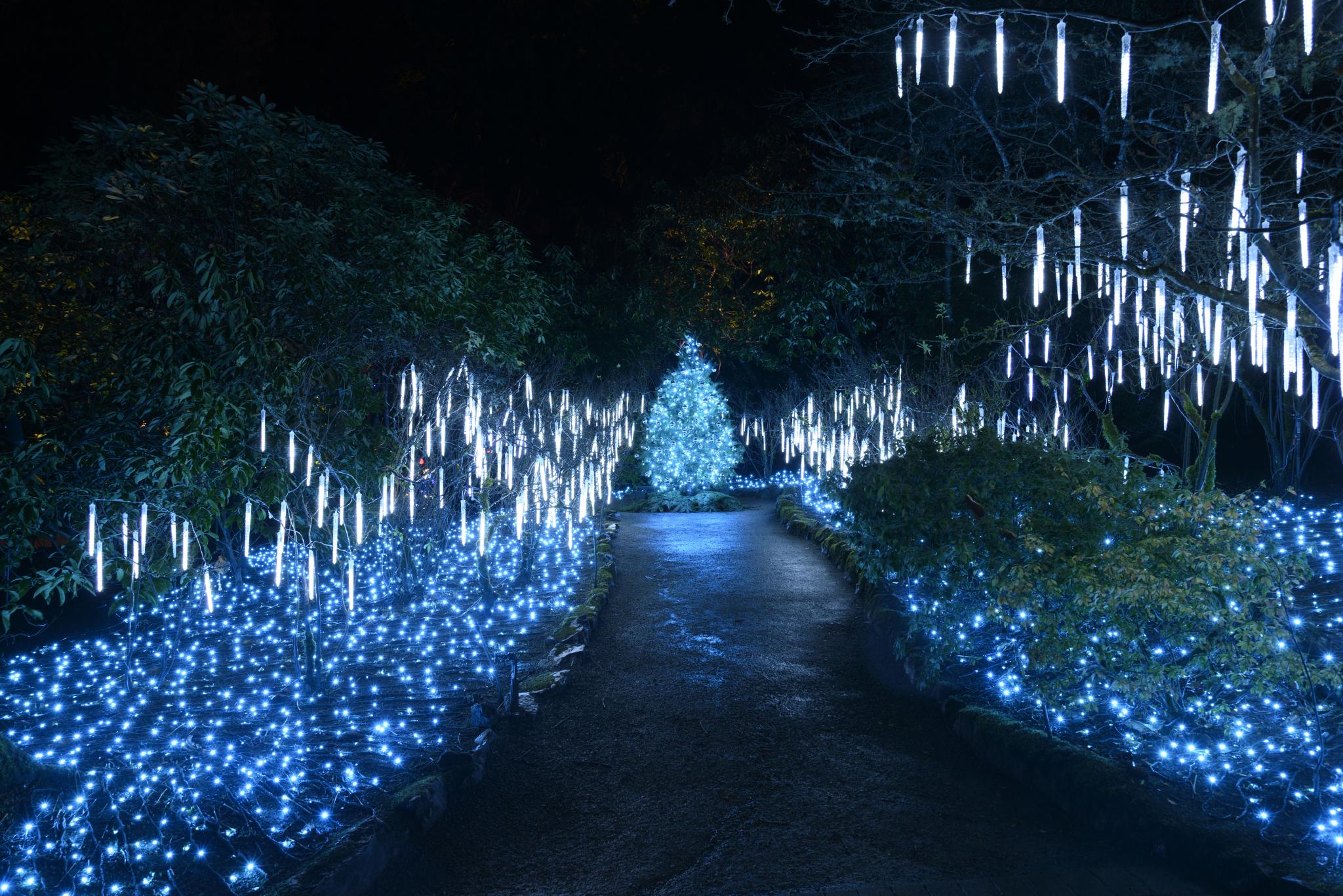 A pathway illuminated by blue lights leads to a decorated evergreen tree at the center. Surrounding the path are shrubs and trees, with hanging icicle lights creating a festive atmosphere. The scene is set at night, emphasizing the bright blue illumination