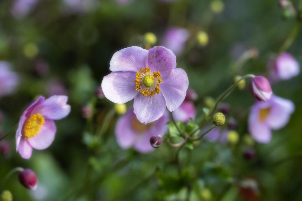 Une grappe de fleurs violet clair au cœur jaune bien marqué, appartenant probablement au genre Anémone. Les pétales sont délicats et légèrement ondulés, entourés d'un feuillage vert et de petits boutons ronds.