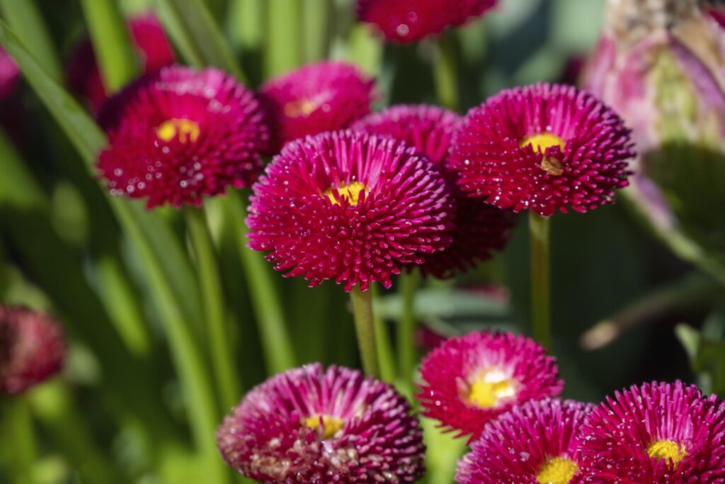 Des fleurs d'un magenta vif, de forme sphérique et aux pétales denses et épineux, appartenant probablement au genre Bellis, sont regroupées en grappes. Ces fleurs présentent un disque central jaune et sont entourées d'un feuillage vert.