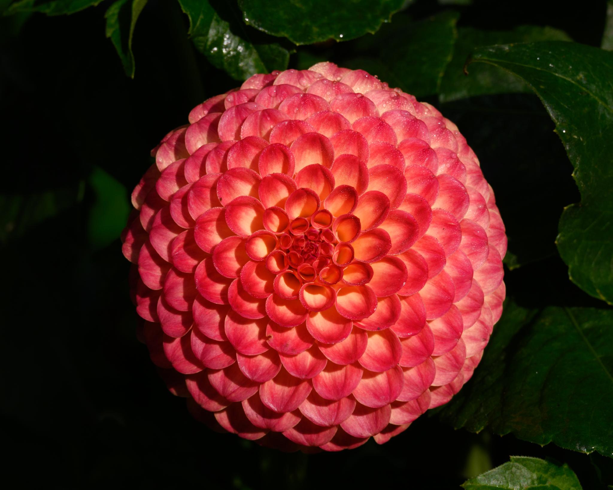 A spherical flower with tightly packed, layered petals in shades of pink, likely a dahlia (genus Dahlia). The flower is surrounded by dark green leaves, providing a contrasting backdrop