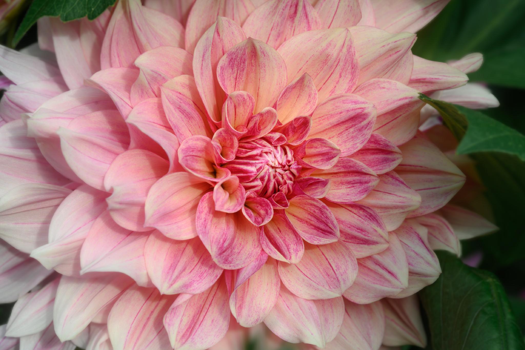 A large dahlia flower (genus Dahlia) with layered petals in shades of soft pink and cream, featuring darker pink streaks. The petals are arranged in a circular pattern, creating a dense, textured appearance at the center. Green leaves are visible in the background